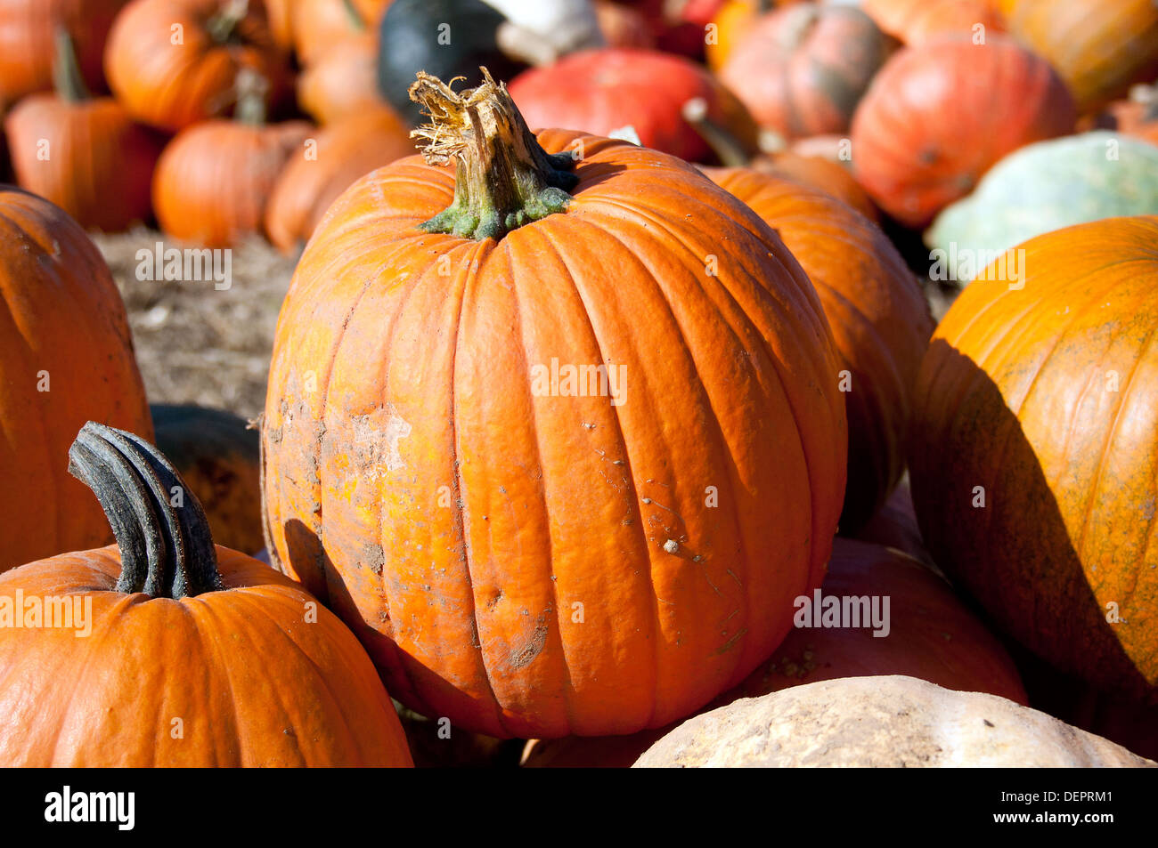 Pumpkins for sale at farm Stock Photo - Alamy