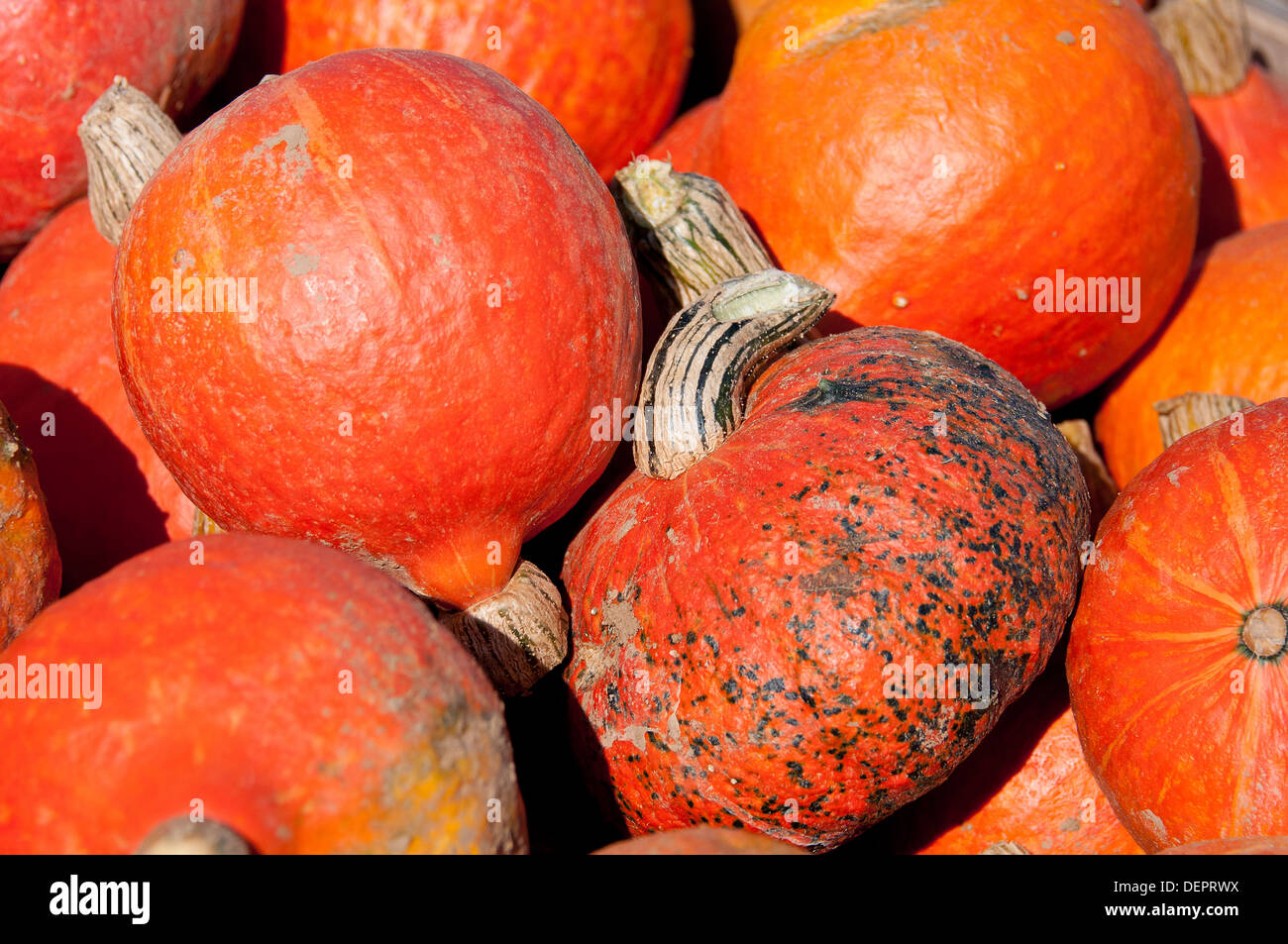 Mini Hokkaido pumpkins for sale at farm Stock Photo - Alamy