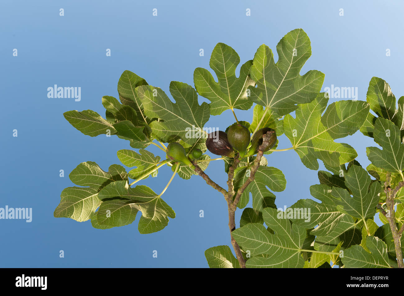 Sunshine and light passing captured through large green fig leaf ...