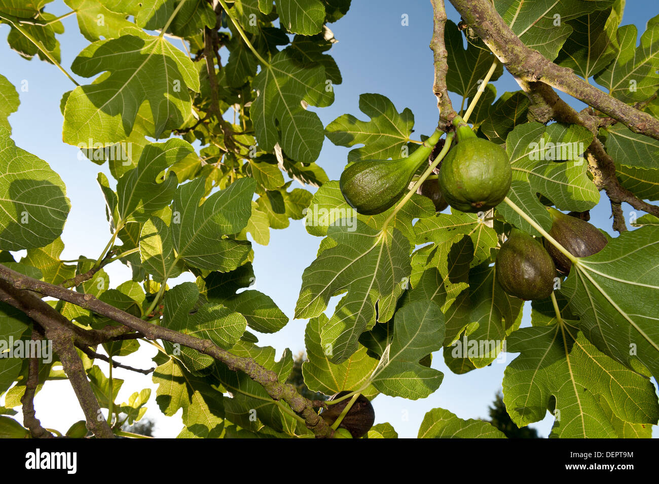 Sunshine and light passing captured through large green fig leaf ...