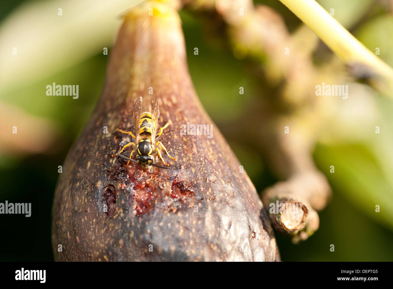 Wasp Sting Skin Stock Photos & Wasp Sting Skin Stock Images Alamy