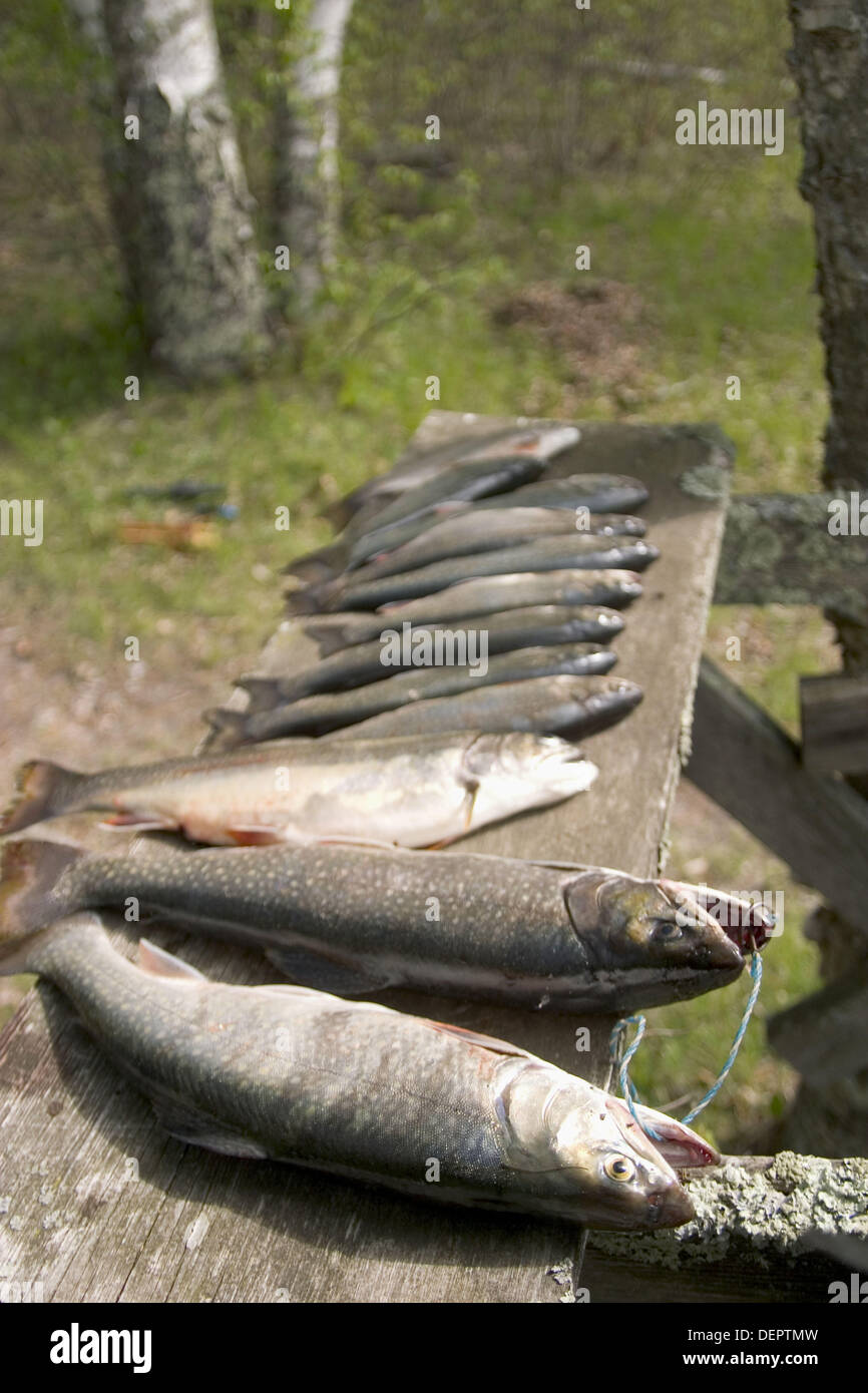 Limit of brook trout Stock Photo Alamy