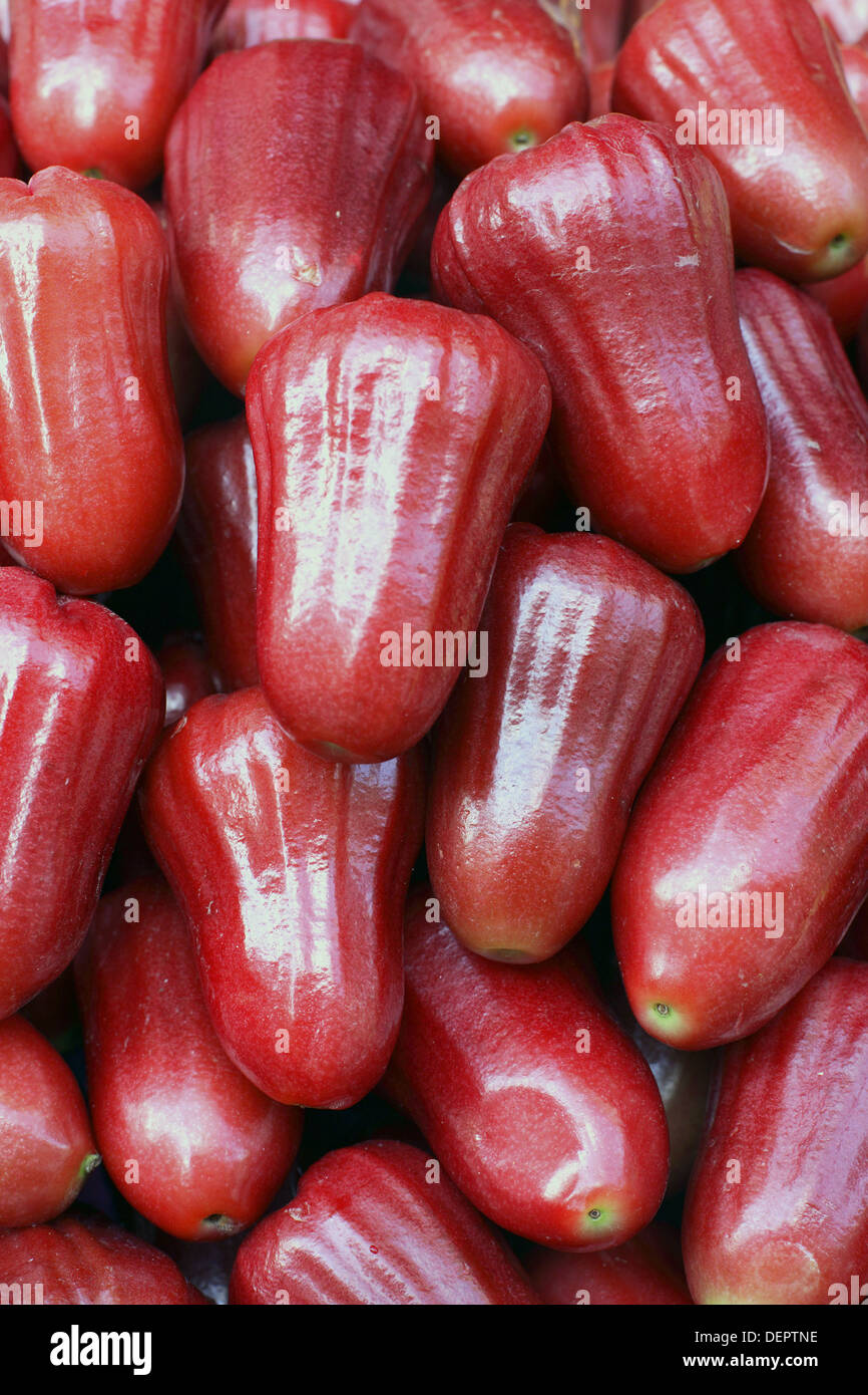 Jambu red 2025