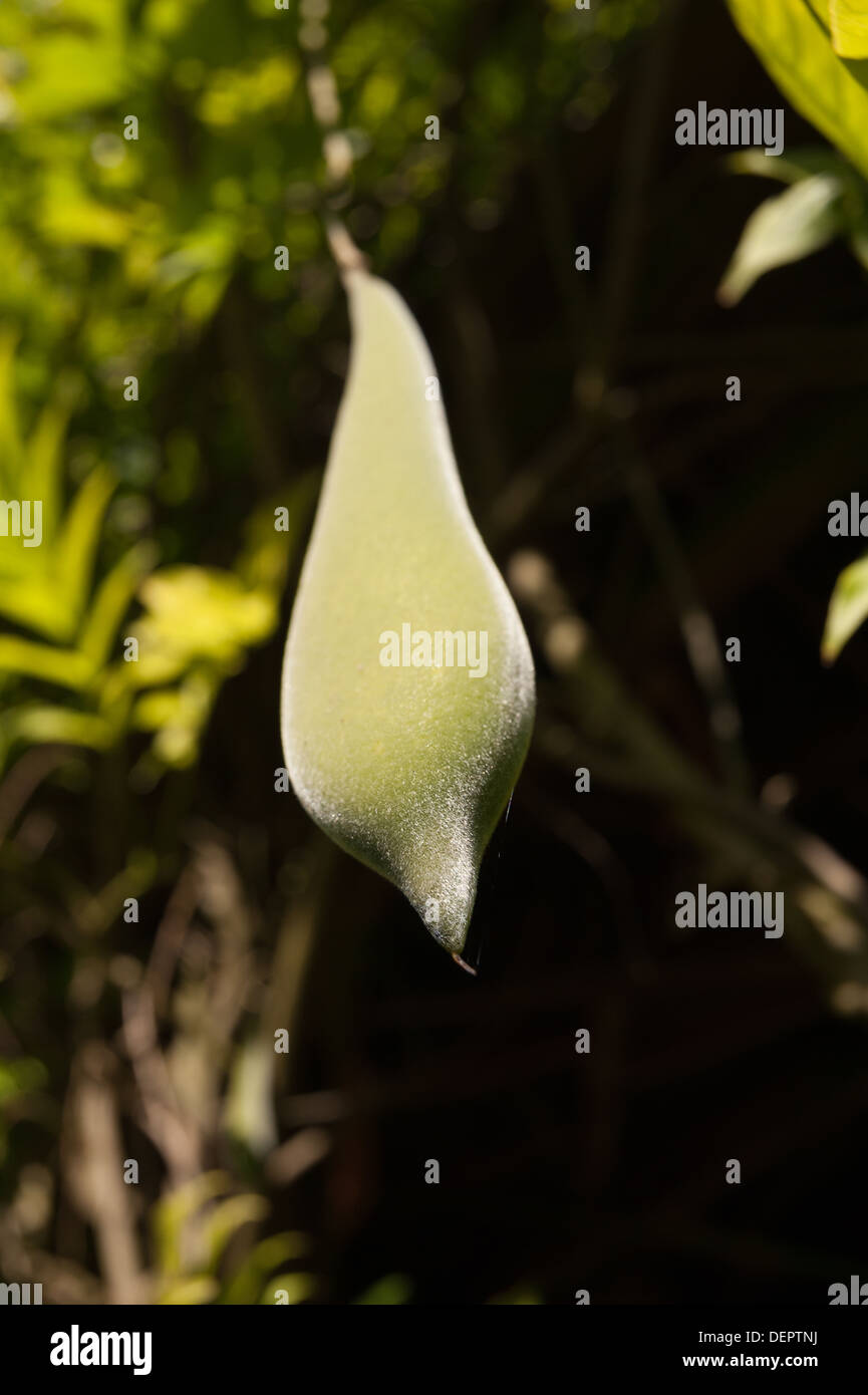 Single mature hanging on vine ripe downy soft seed pod of pink Wisteria
