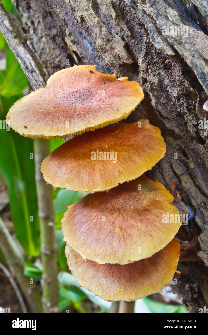 mushrooms growing on a live tree in the forest Stock Photo Alamy