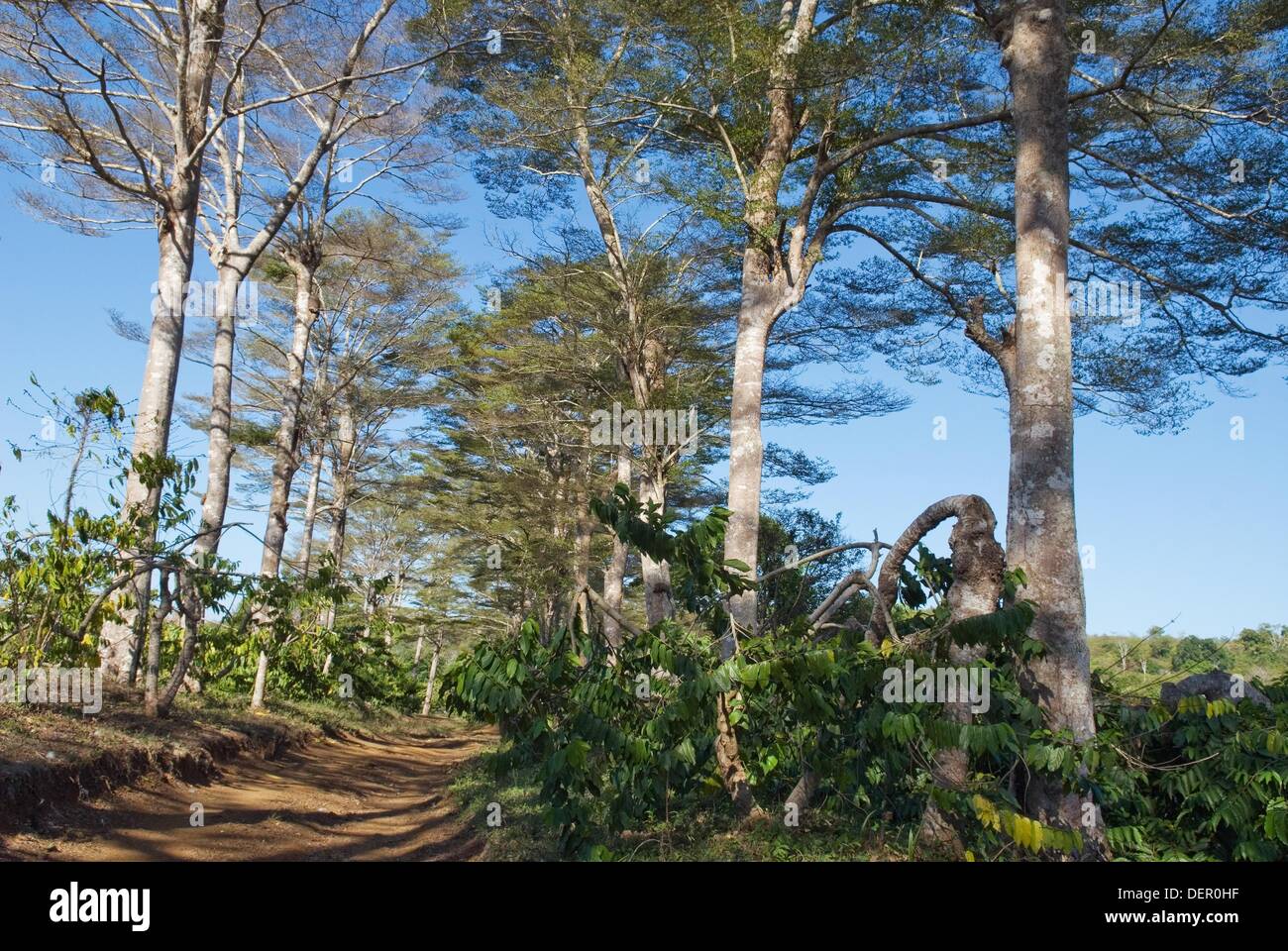 plantation of Ylangylang Cananga odorata along a road, Nosy Be island