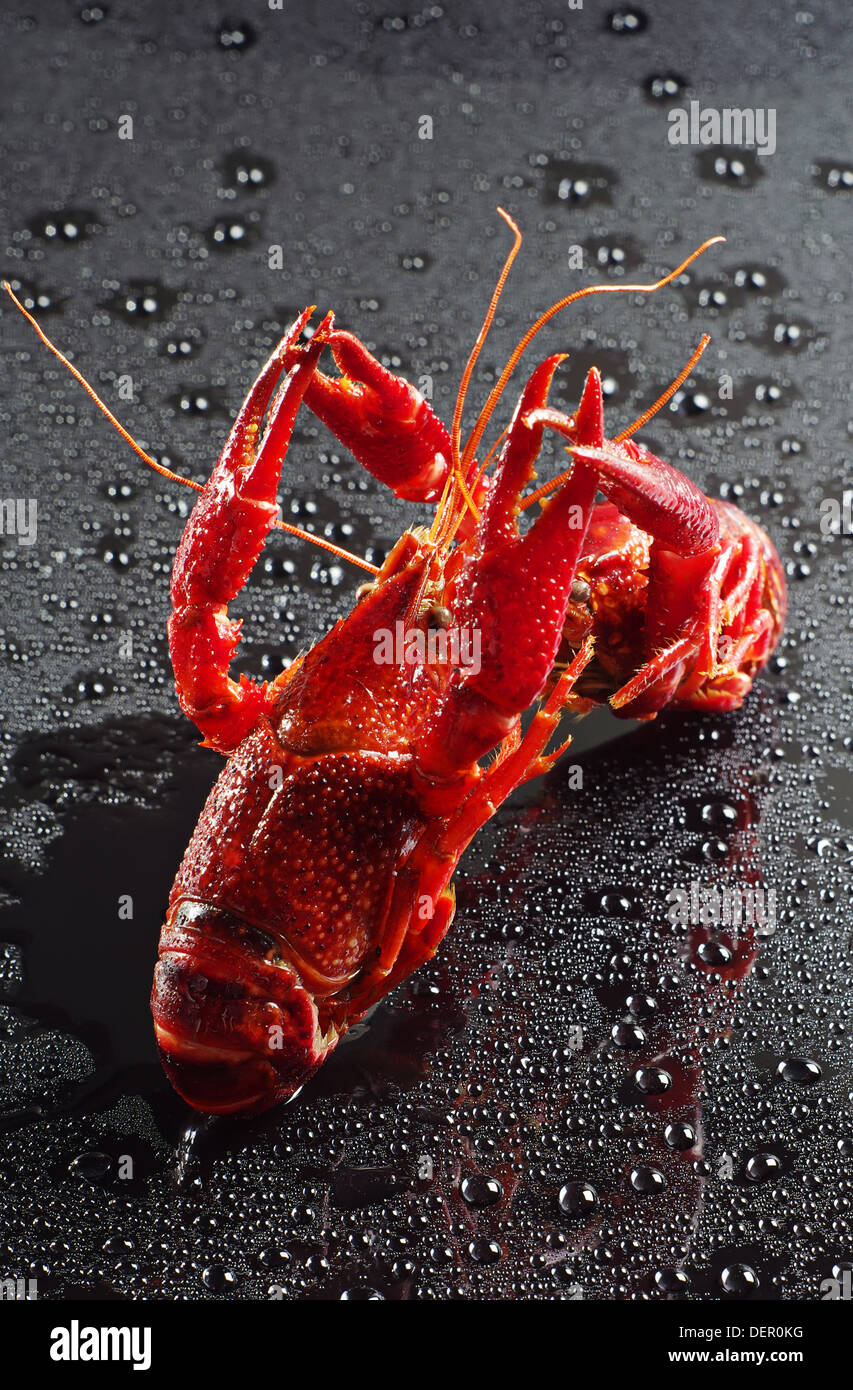 Red crawfish with water drops Stock Photo