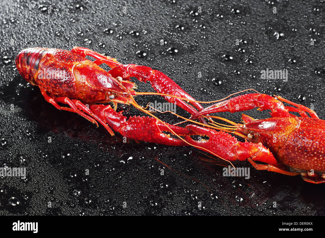 Two red crawfish with water drops on black Stock Photo
