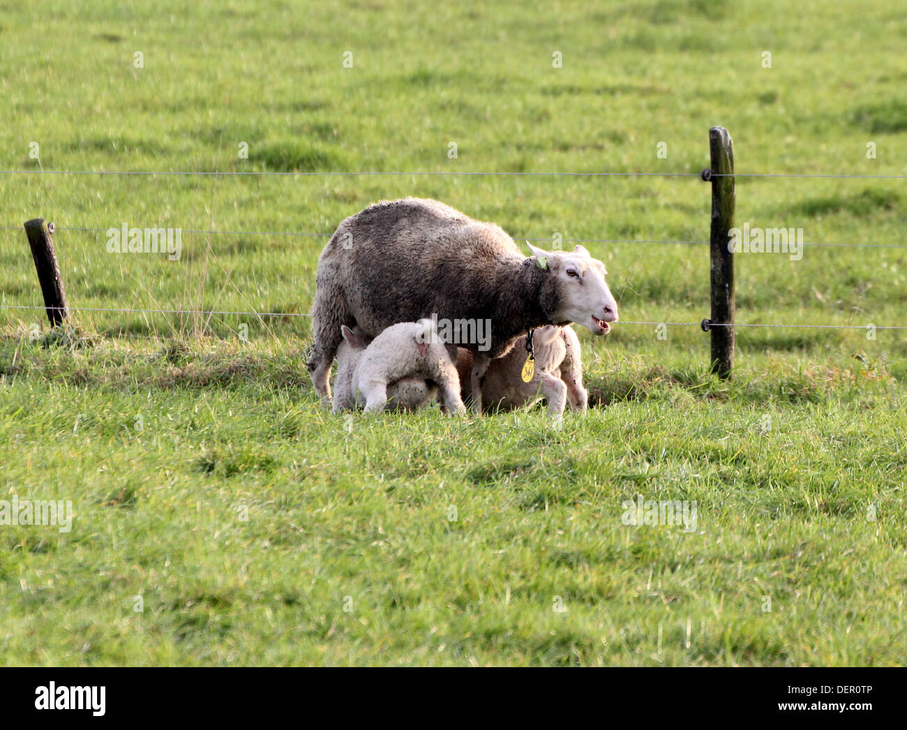 Two young lambs drinking milk with tails wagging Stock Photo Alamy