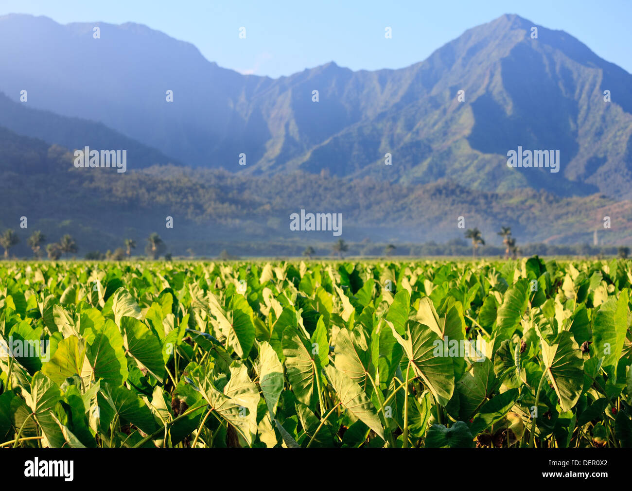 Hawaii, Na Pali mountains, Hanalei valley, Kauai Stock Photo