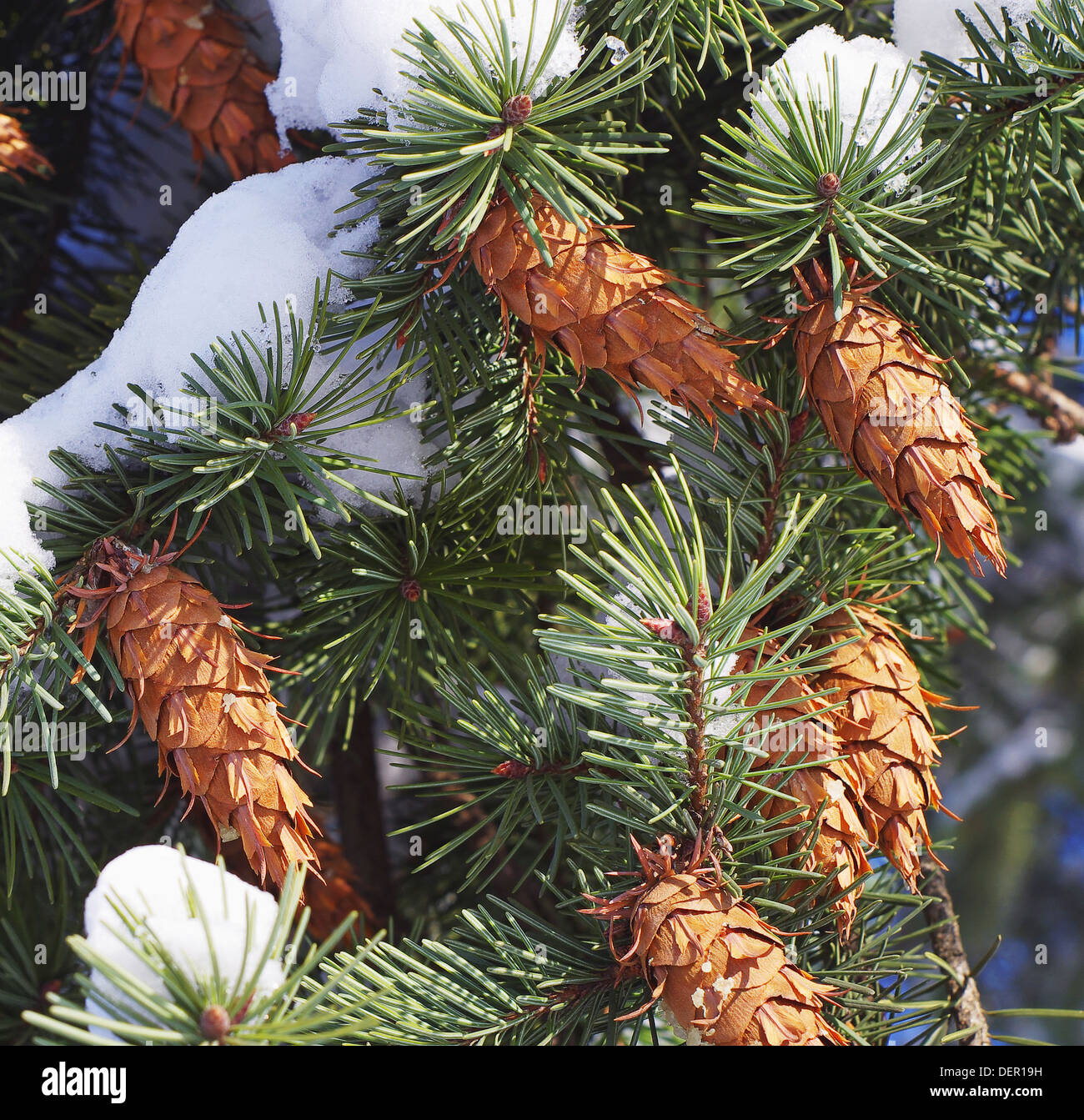 Frosty pine cone hi-res stock photography and images - Alamy