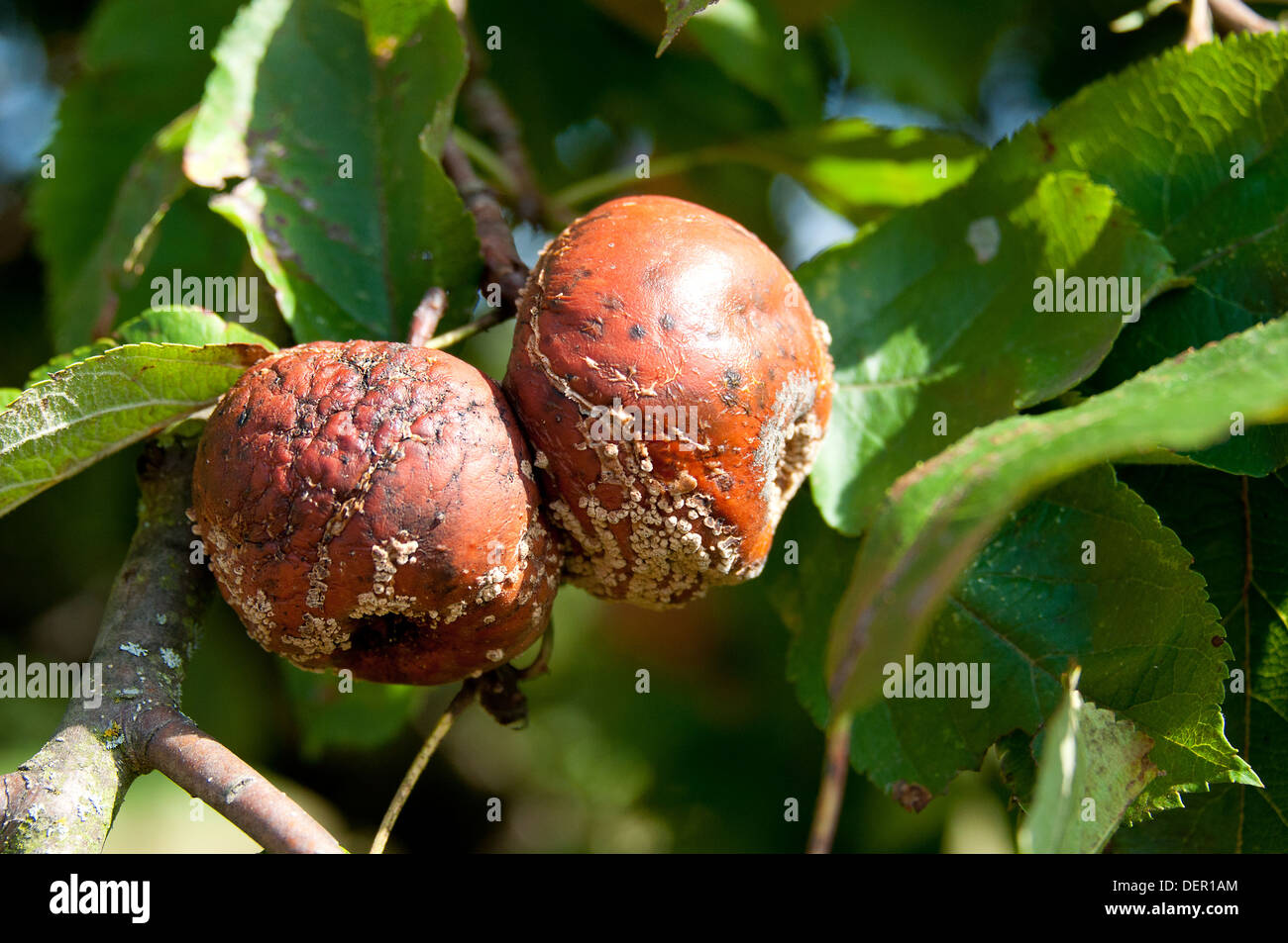 Rotten apple with mildew on tree in orchard Stock Photo