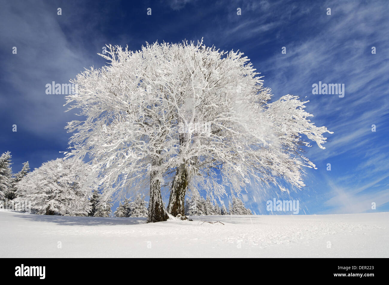 Snow falling from beech - tree (Fagus sylvatica). Black Forest, Baden ...