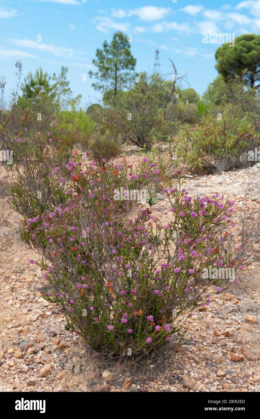 Endemic species of heather (Erica andevalensis). Corrales. Huelva. Andalusia. Spain. Stock Photo