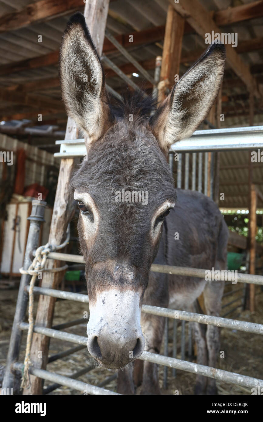 Donkey in a petting zoo Stock Photo