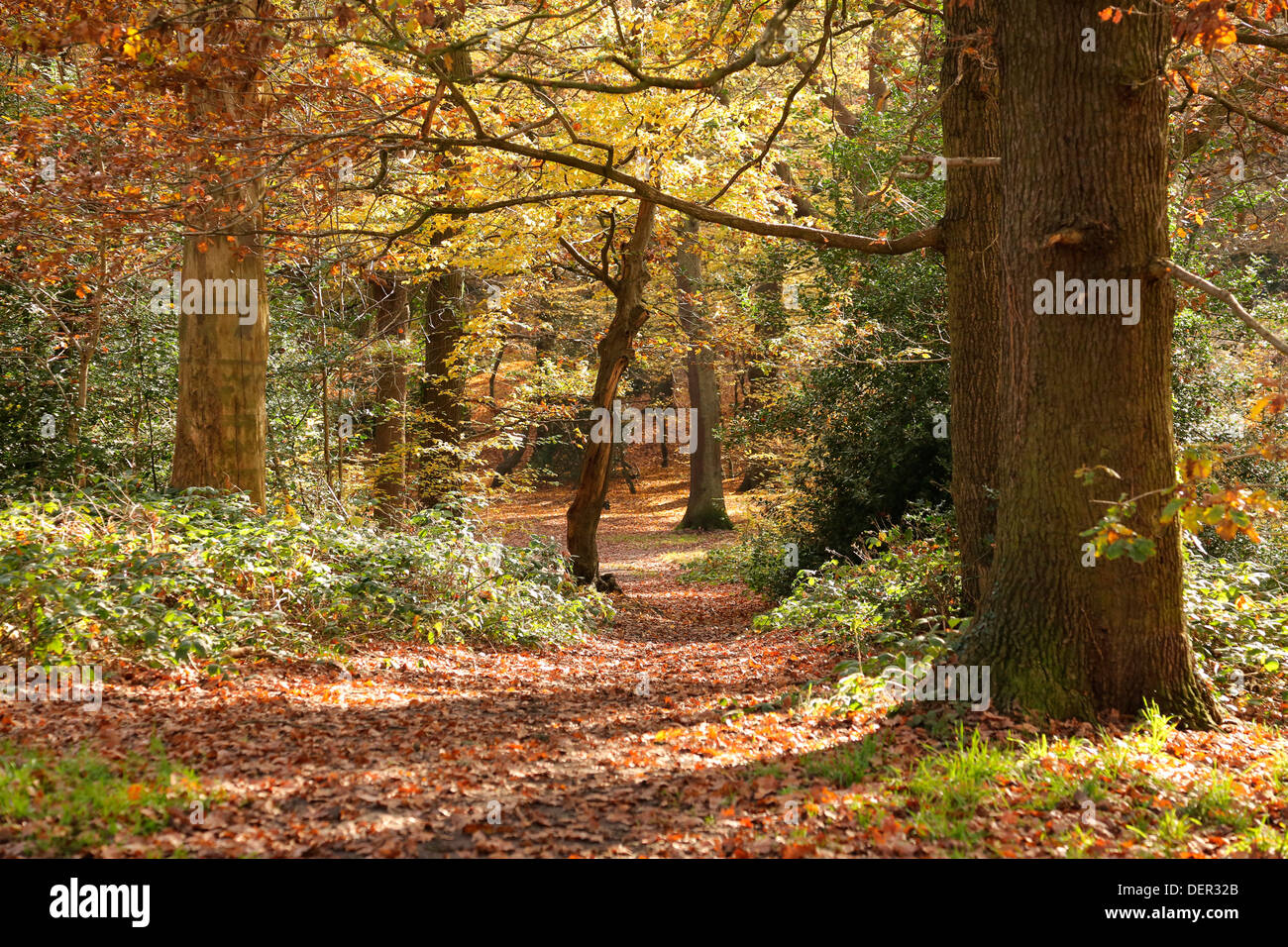 QUEENS WOOD NATURE RESERVE LONDON N10 UK Stock Photo