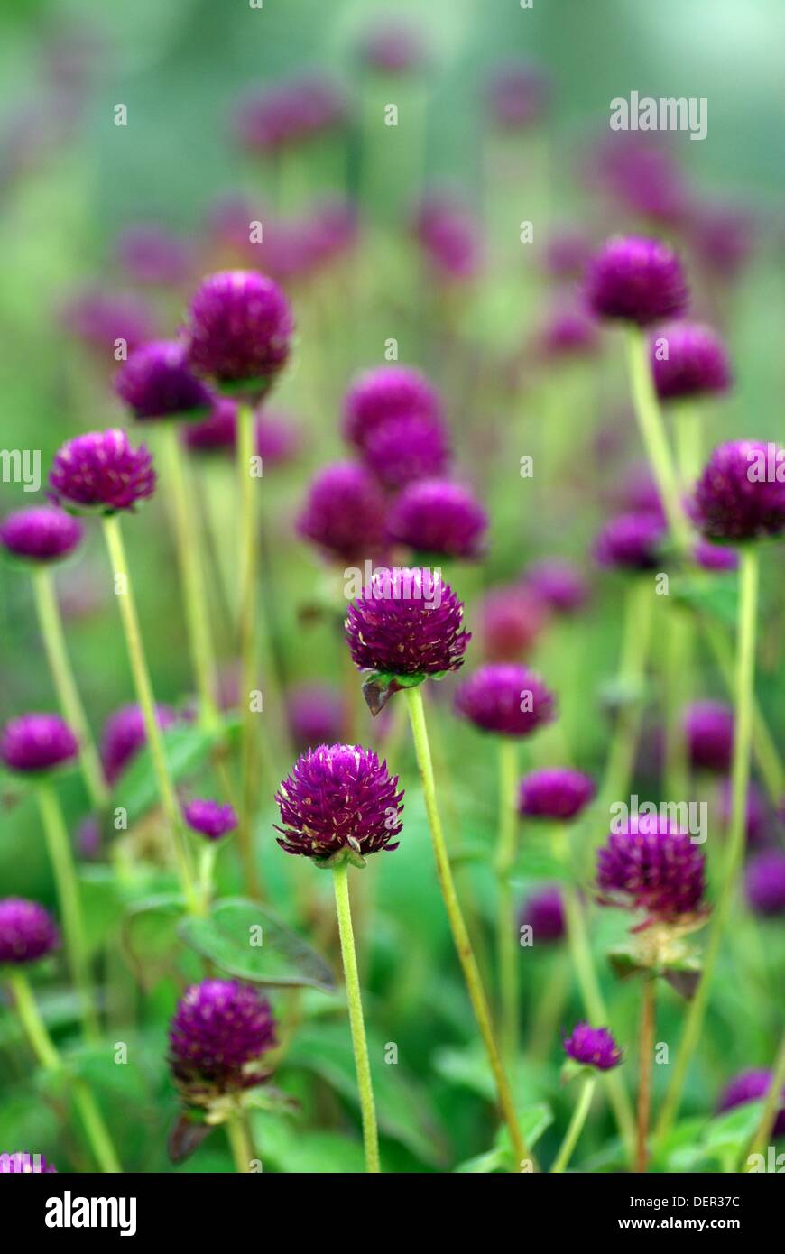 Flower, Kuching National Park, Malaysia Stock Photo Alamy
