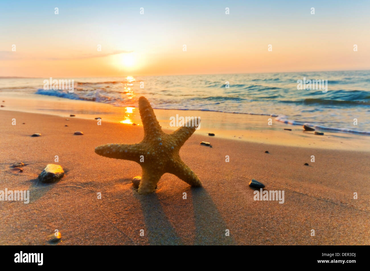 Starfish on a beach at sunset Stock Photo
