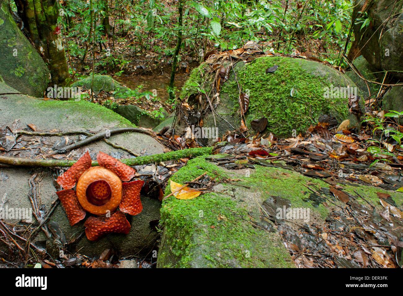 Gading gunung Sarawak Gunung