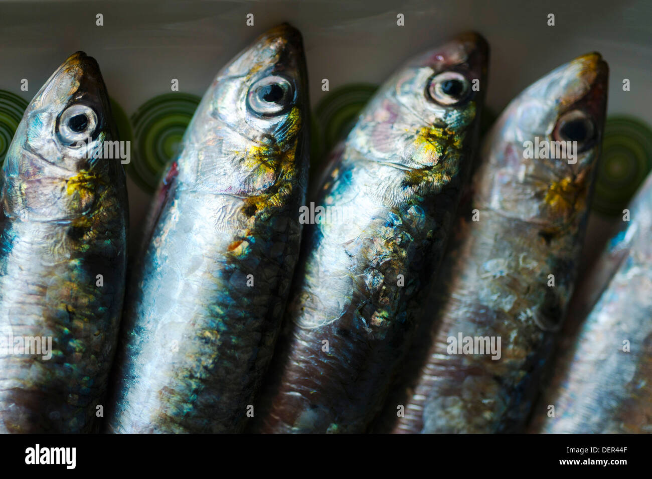 four raw sardines (Sardina pilchardus) on plate Stock Photo