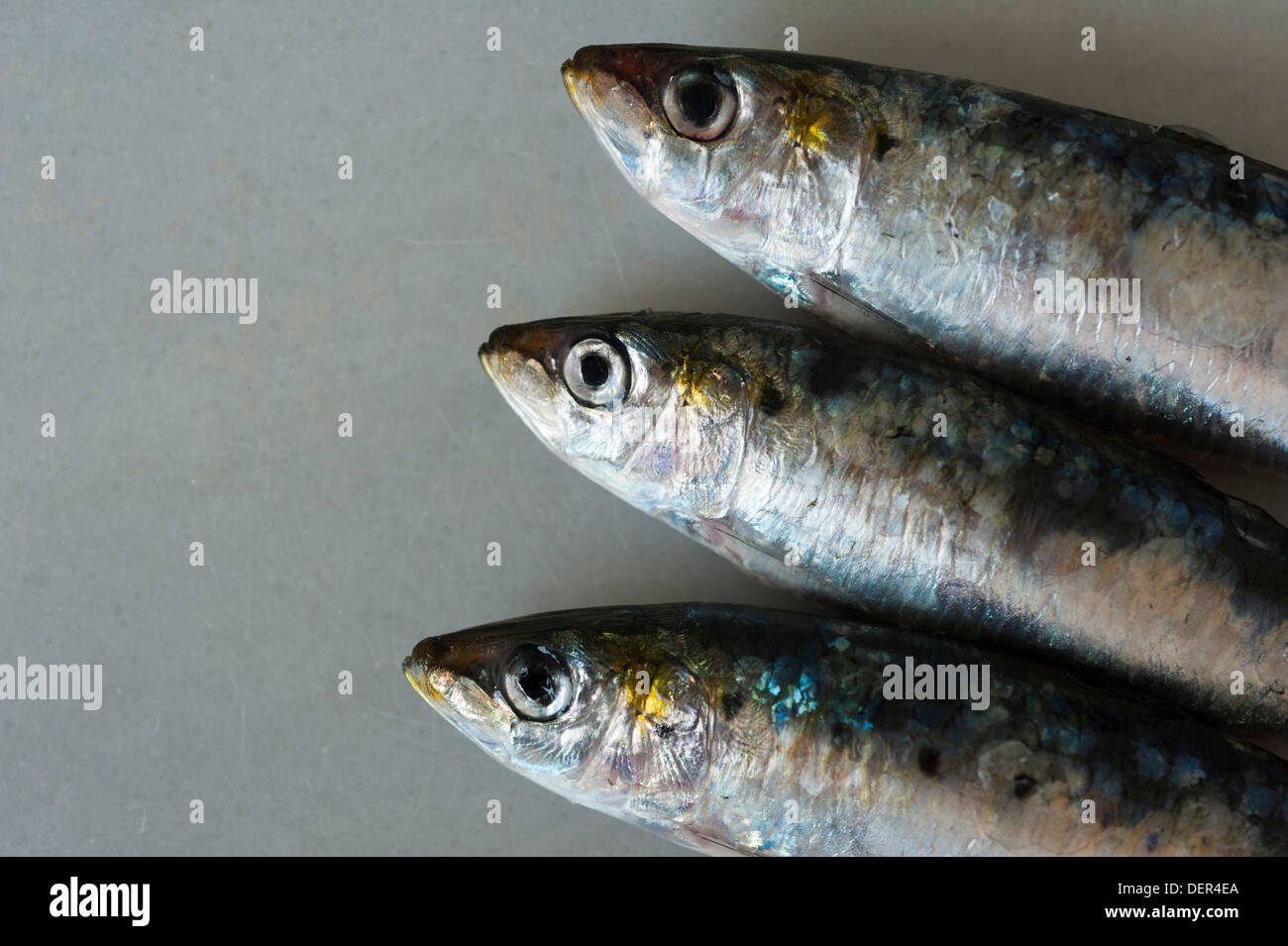three raw sardines (Sardina pilchardus) on marble Stock Photo