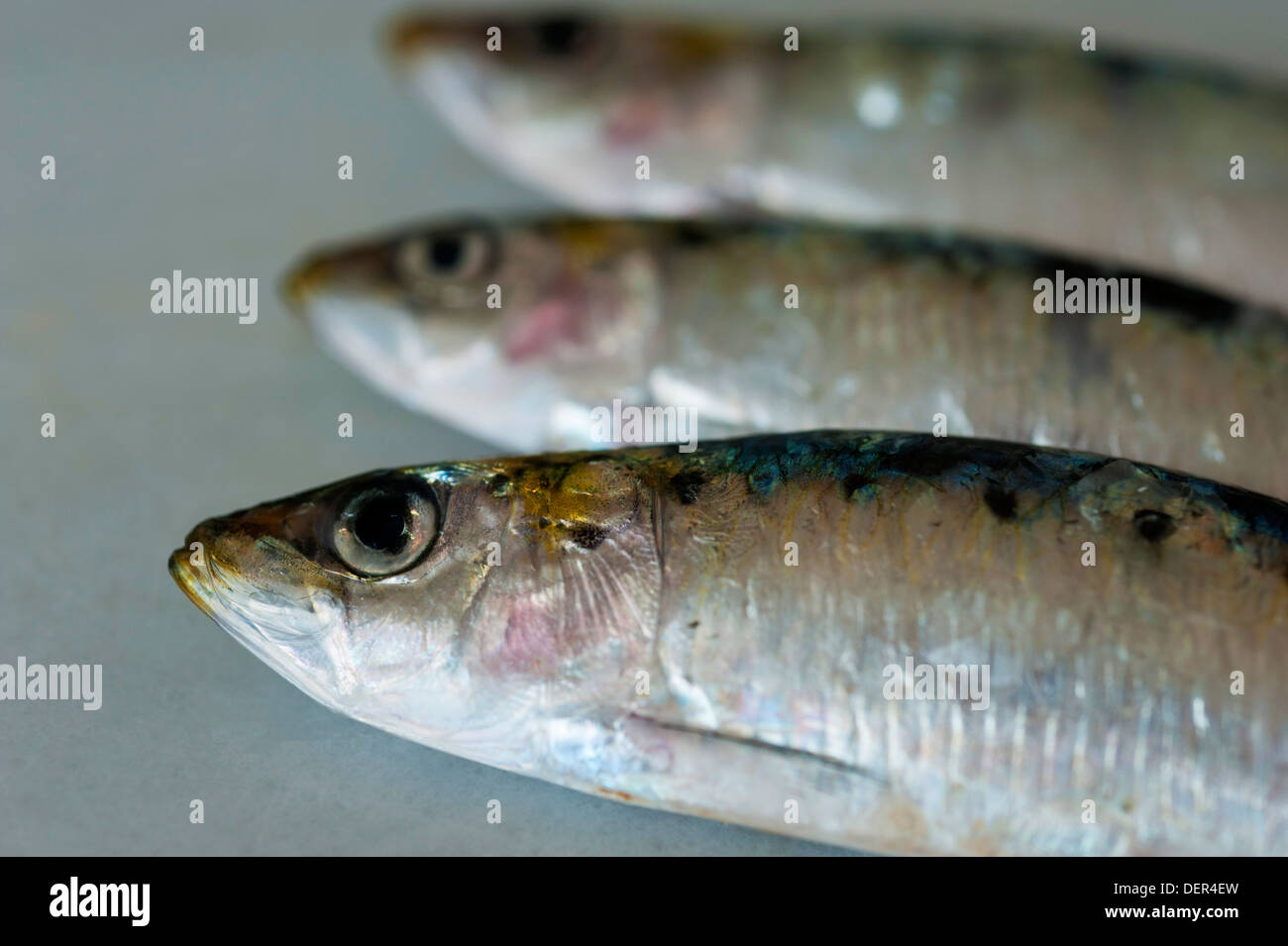three raw sardines (Sardina pilchardus) on grey Stock Photo