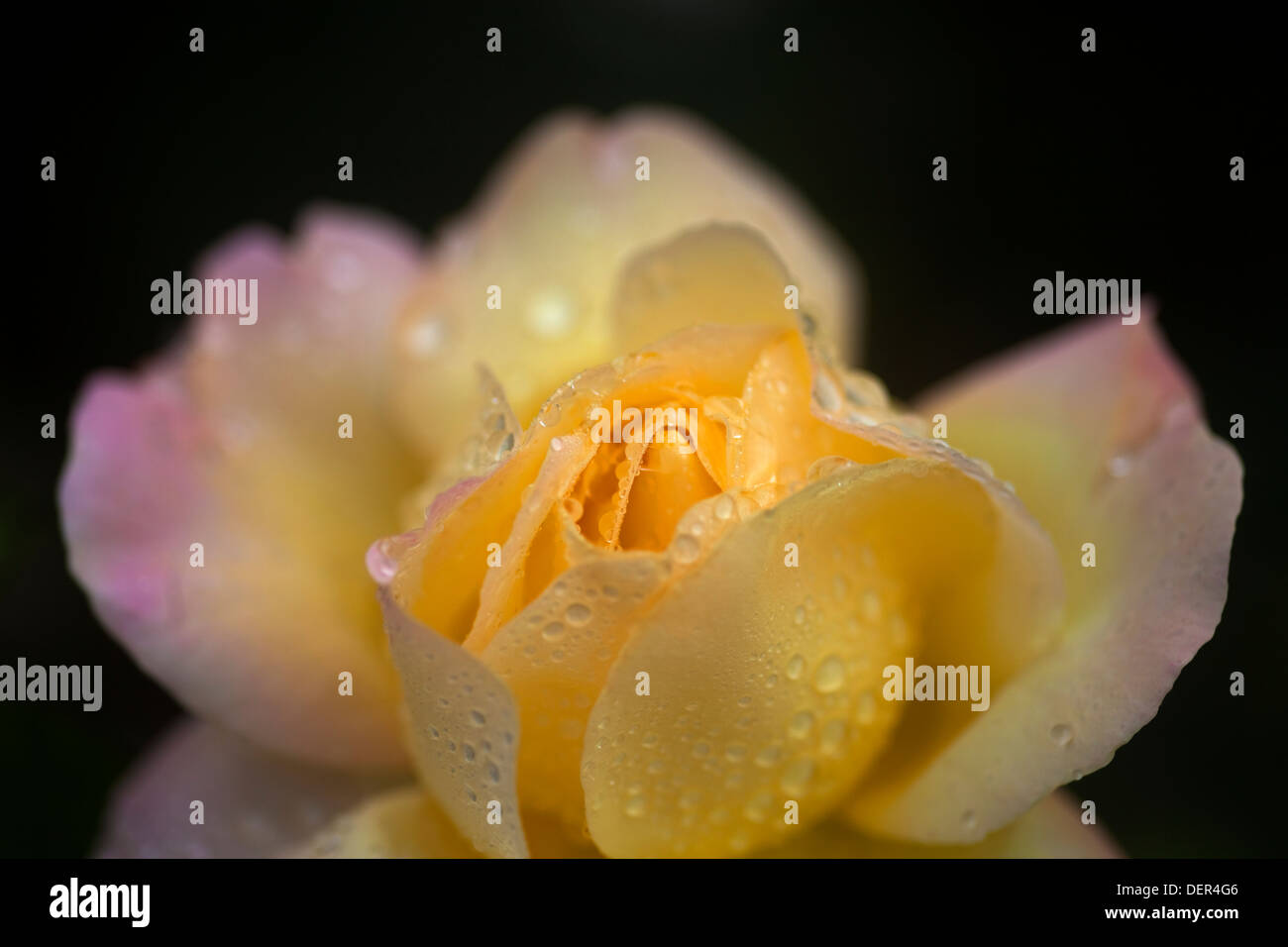 Hybrid Tea Rose in The Irish National War Memorial Gardens, Islandbridge, Dublin City, Ireland Stock Photo