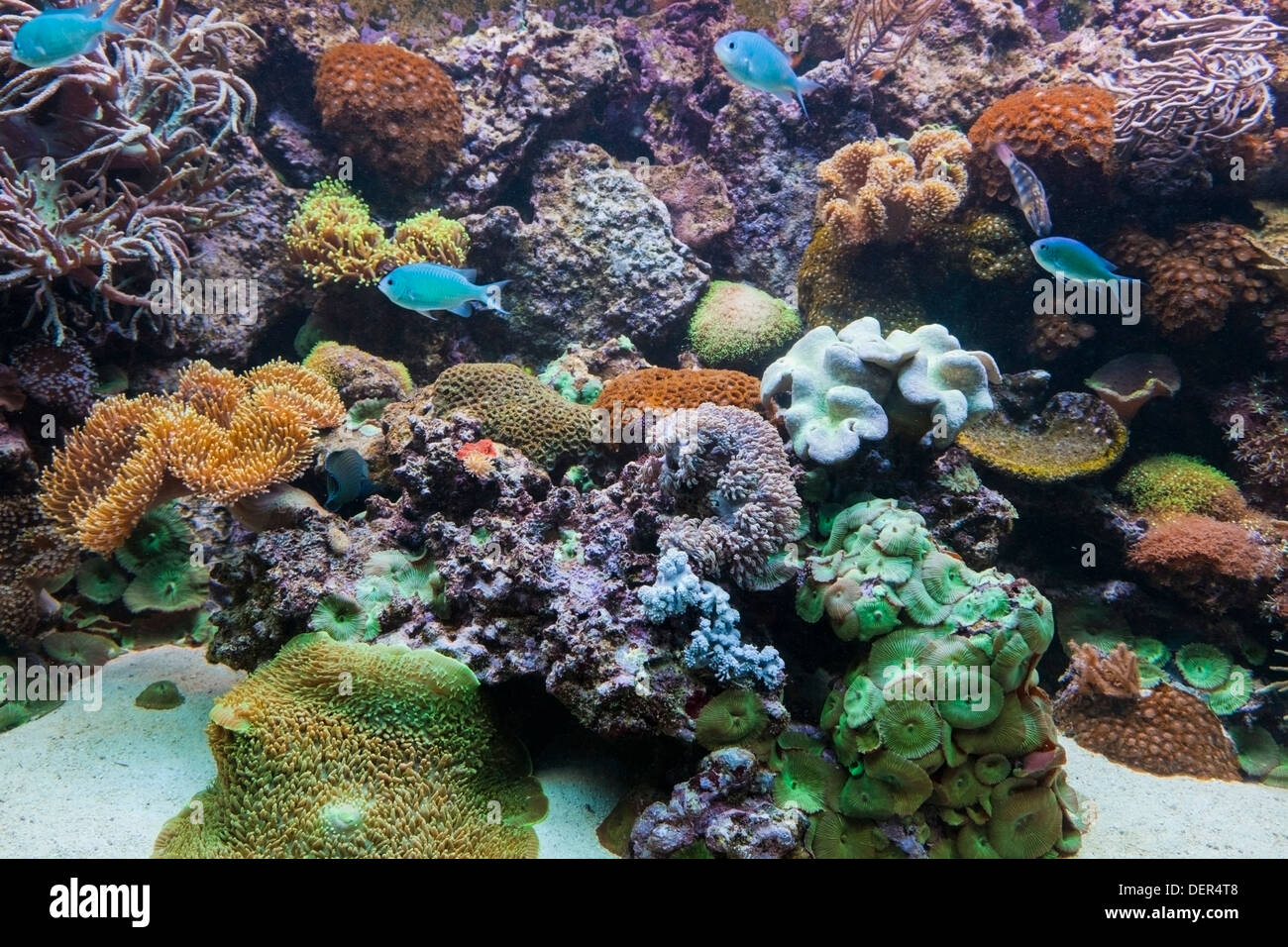 Underwater view in aquarium. Fish, coral reef Stock Photo