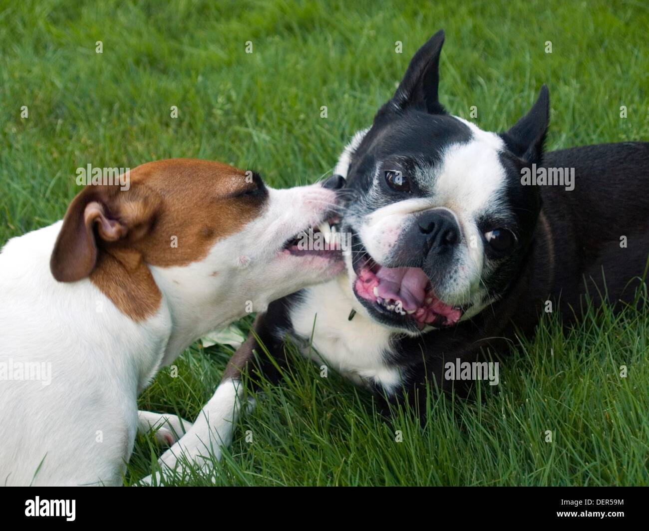 Boston terrier hotsell cross jack russell