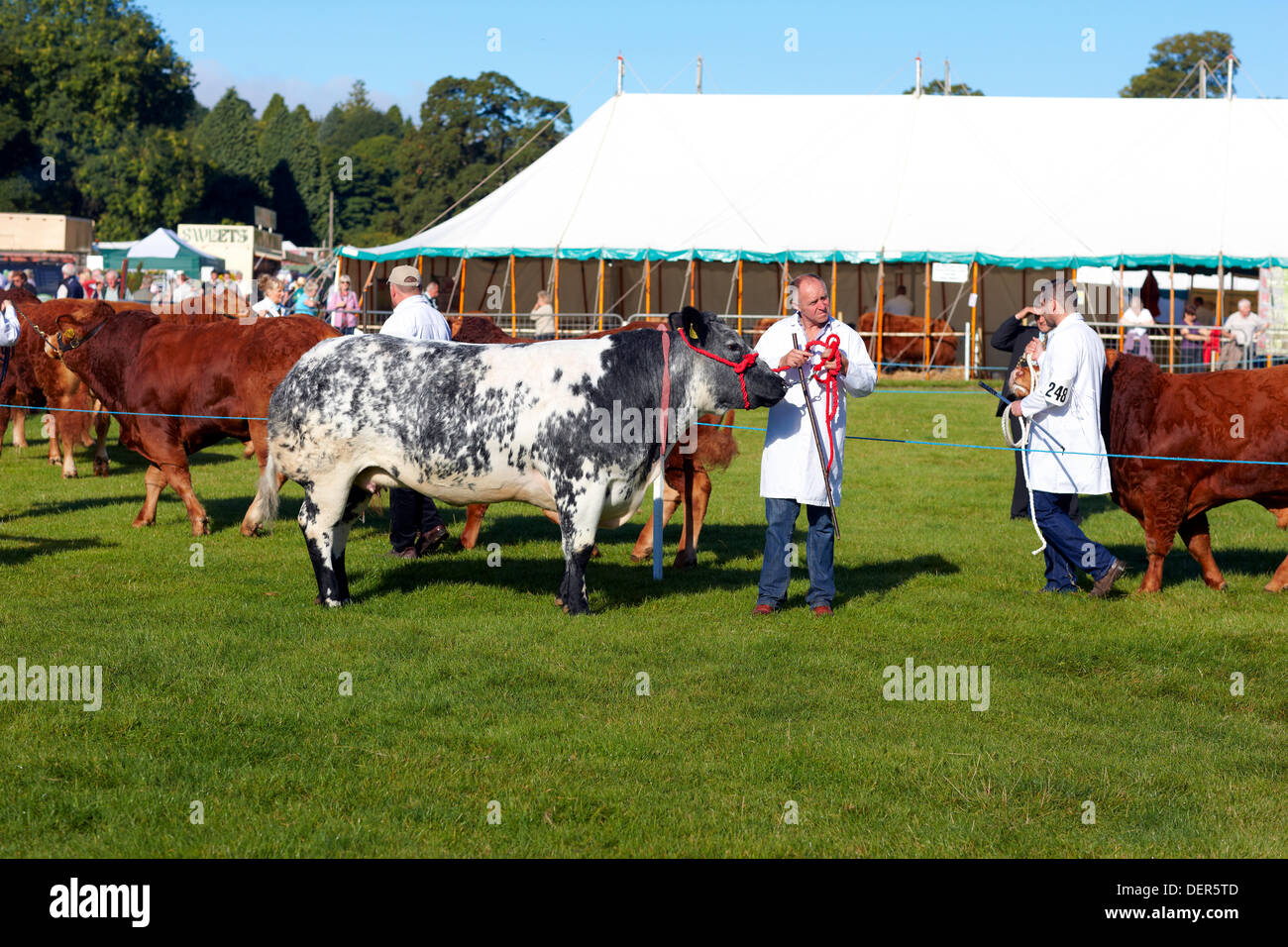 Nidderdale Show, Pateley Bridge, North Yorkshire, UK. 23rd Sep, 2013. Competitors in the cattle classes enjoy the warm autumn sunshine at the showground as the good weather brings in the crowds to the Nidderdale Show. The Annual Nidderdale Show, held in the picturesque surrounds of Bewerley Park, Pateley Bridge, is one of the county’s foremost agricultural shows. It regularly attracts crowds of 20,000 and traditionally marks the end of the agricultural show season. Credit:  Christina Bollen/Alamy Live News Stock Photo