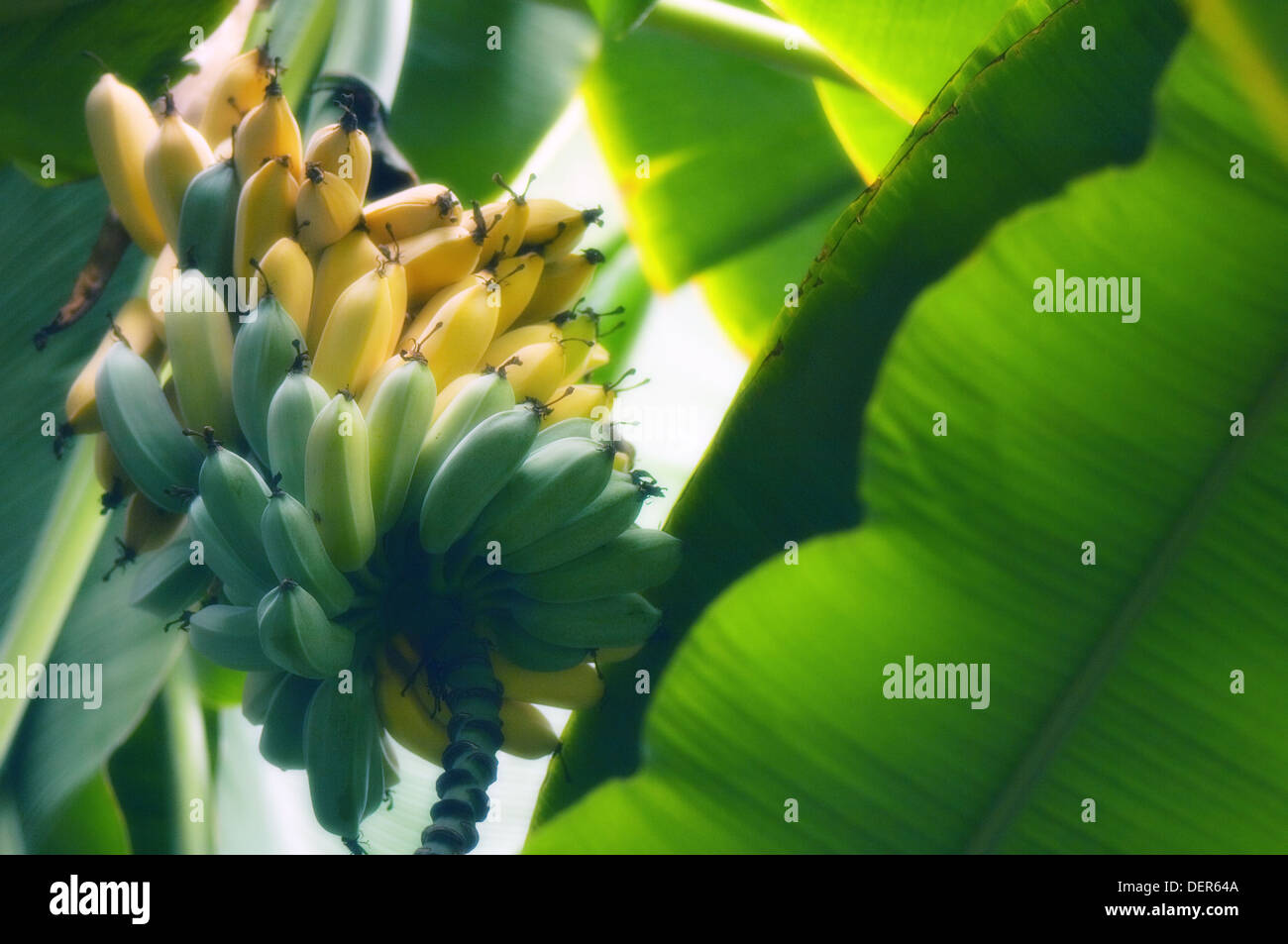 Growing Banana Fruits. Musa hybrid. November 200, Maryland, USA Stock