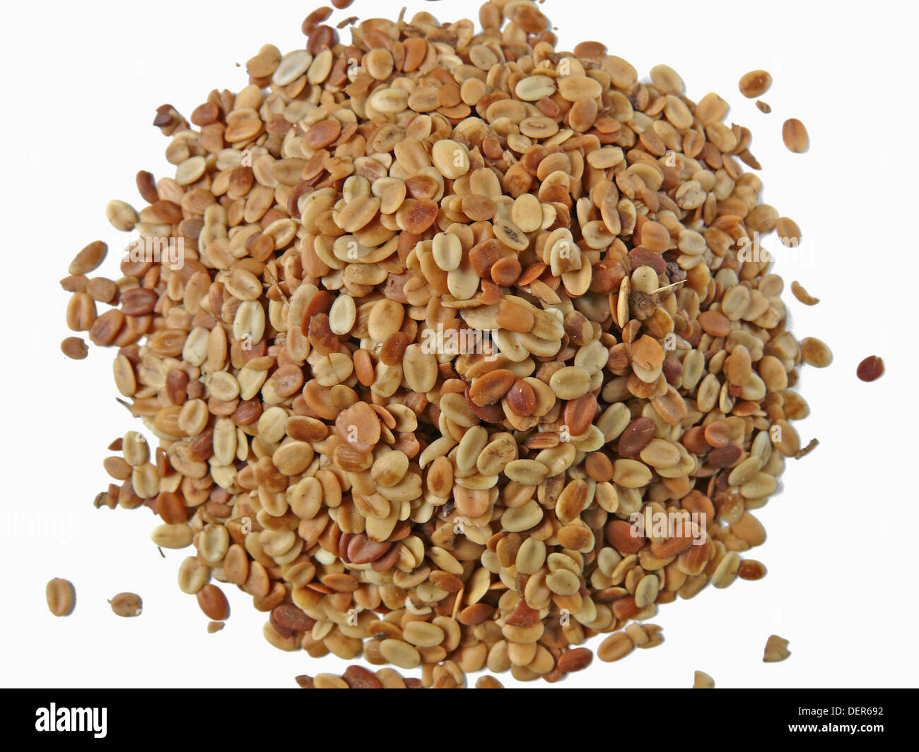 roasted coriander seeds (coriandrum sativum) also commonly