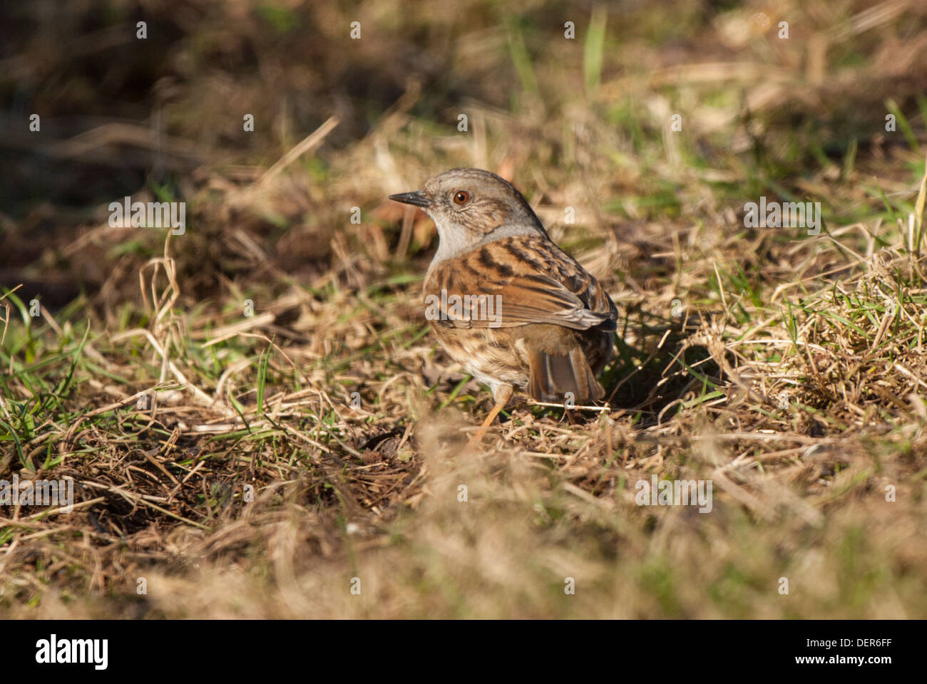 dunnock-feeding-on-ground-stock-photo-alamy