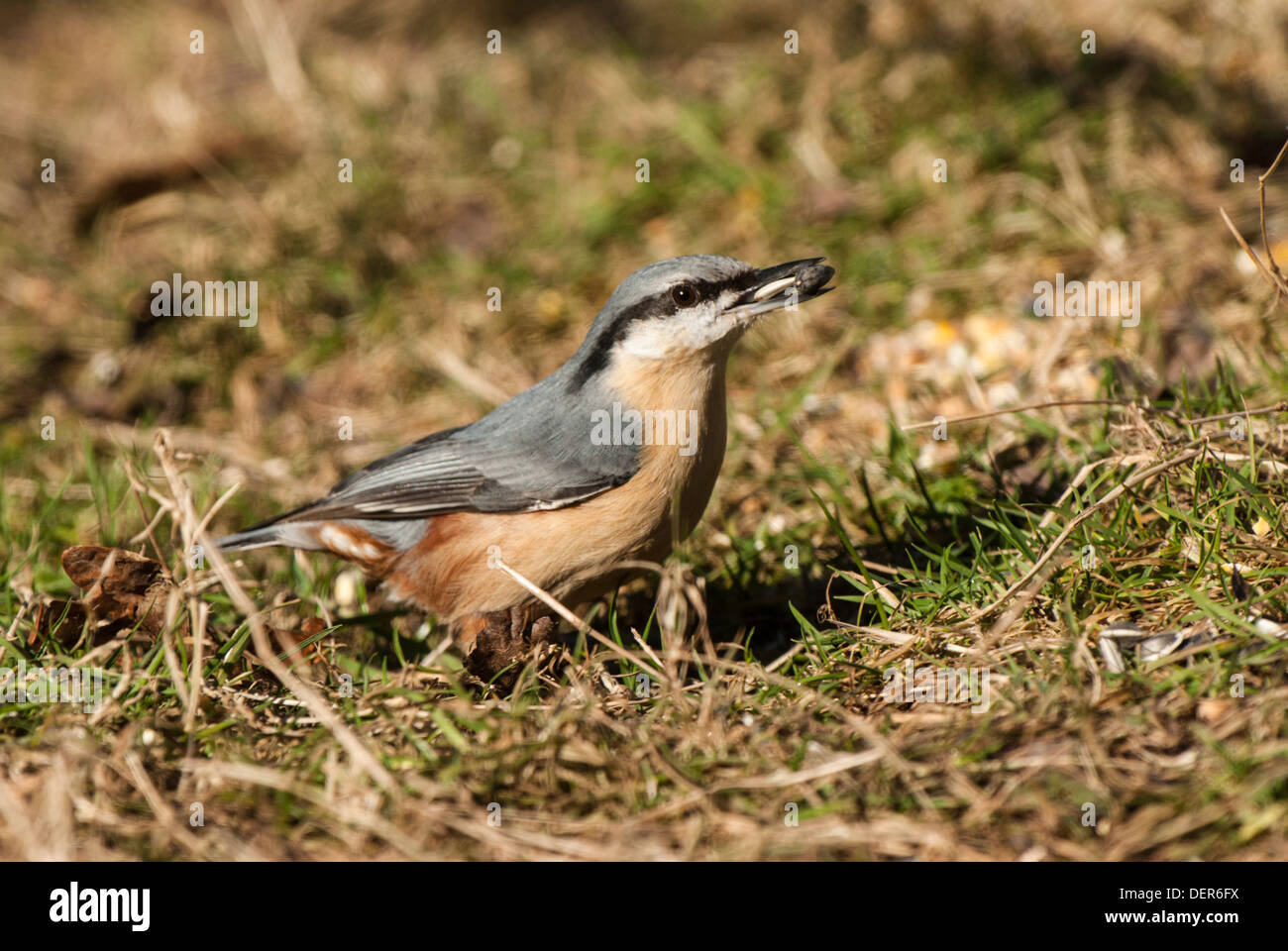 Nuthatch feeding on ground Stock Photo