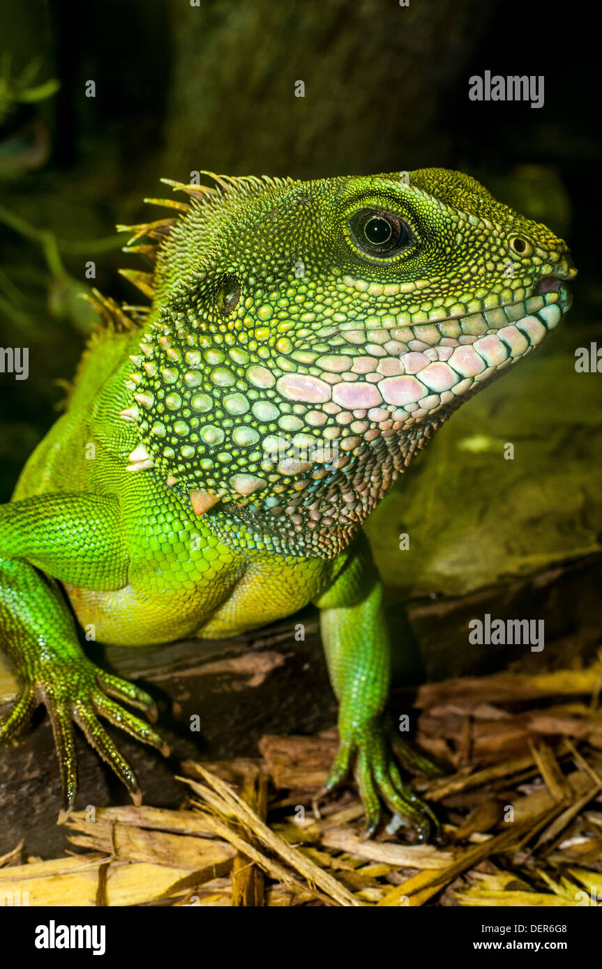 chinese water dragon,blackpool zoo,lancashire,england,uk,europe Stock Photo