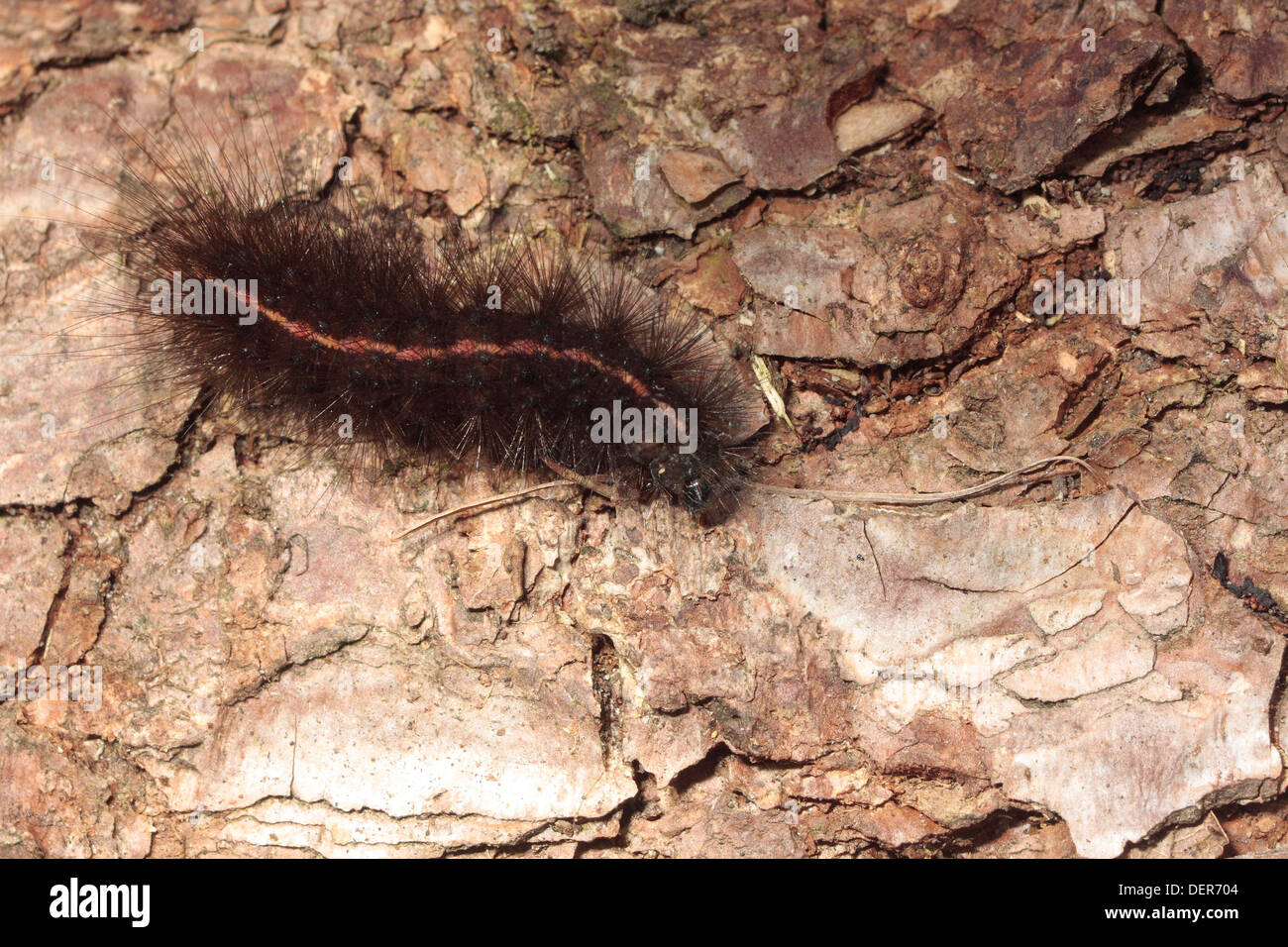 Caterpillar of the White Ermine Moth Stock Photo