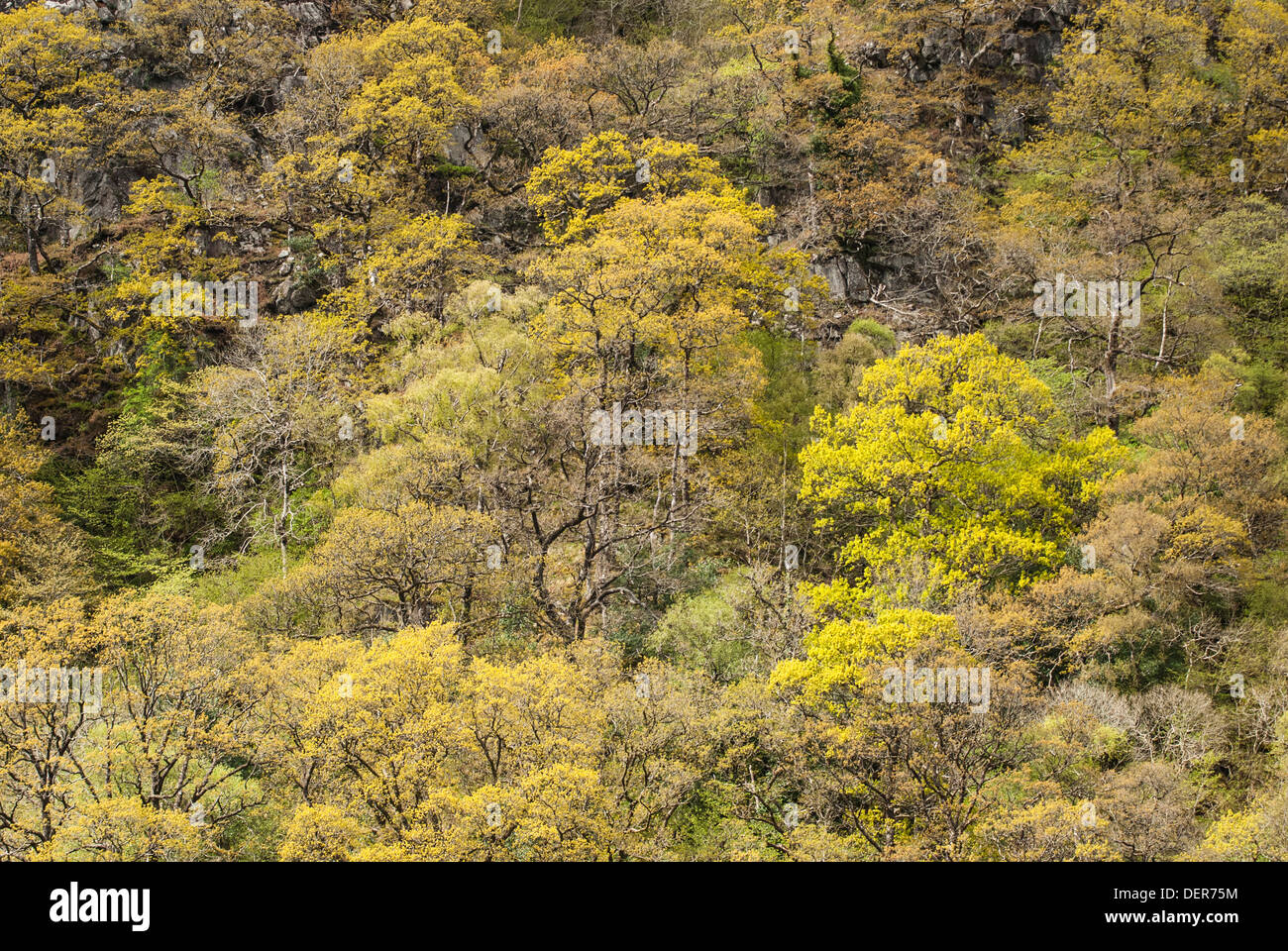 Autumn trees at Loch Sheel Stock Photo