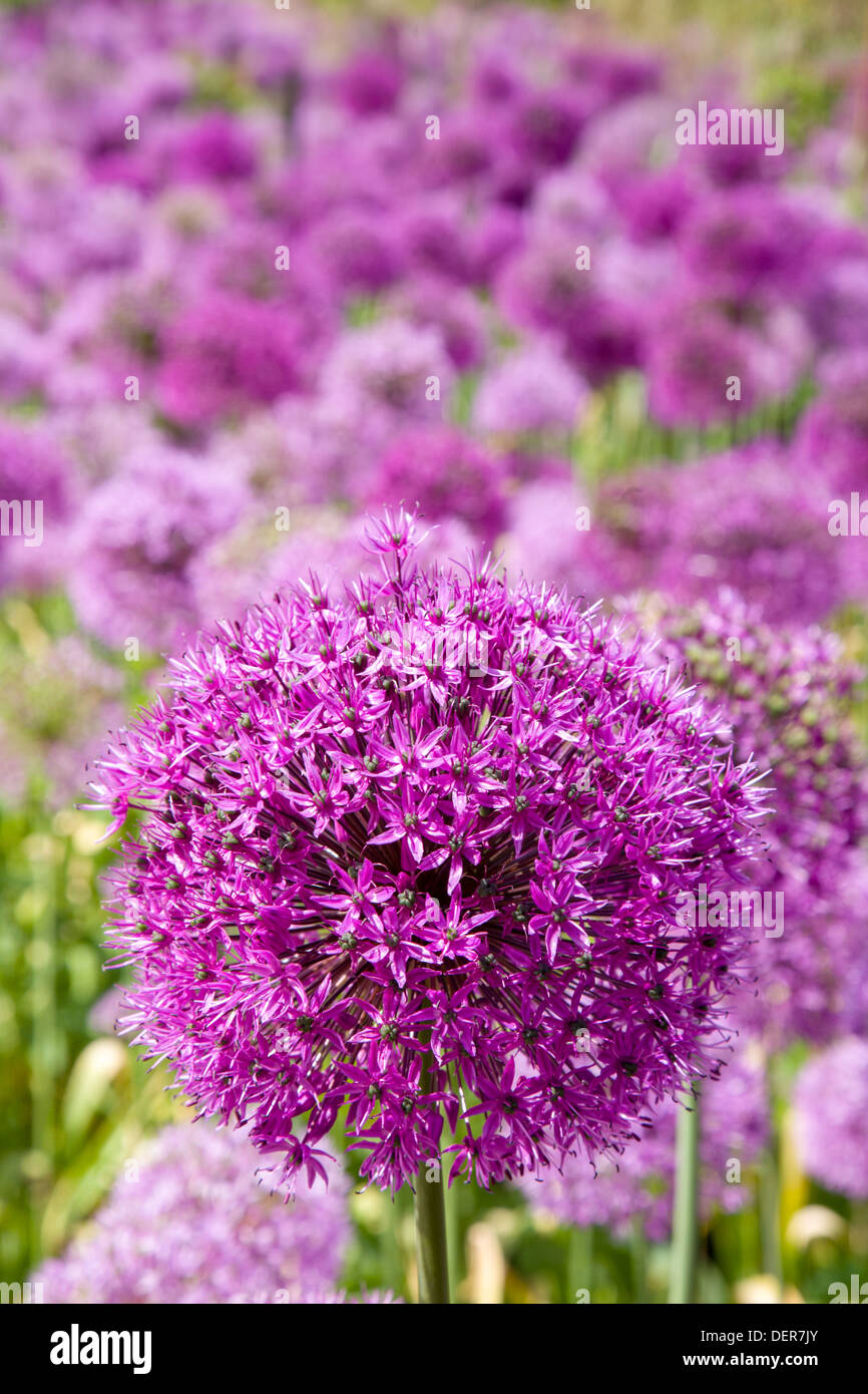 Purple Allium flowers Stock Photo