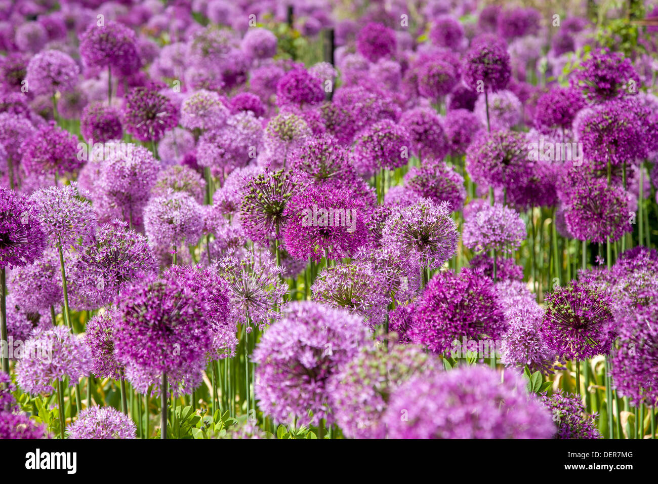 Purple Allium flowers Stock Photo
