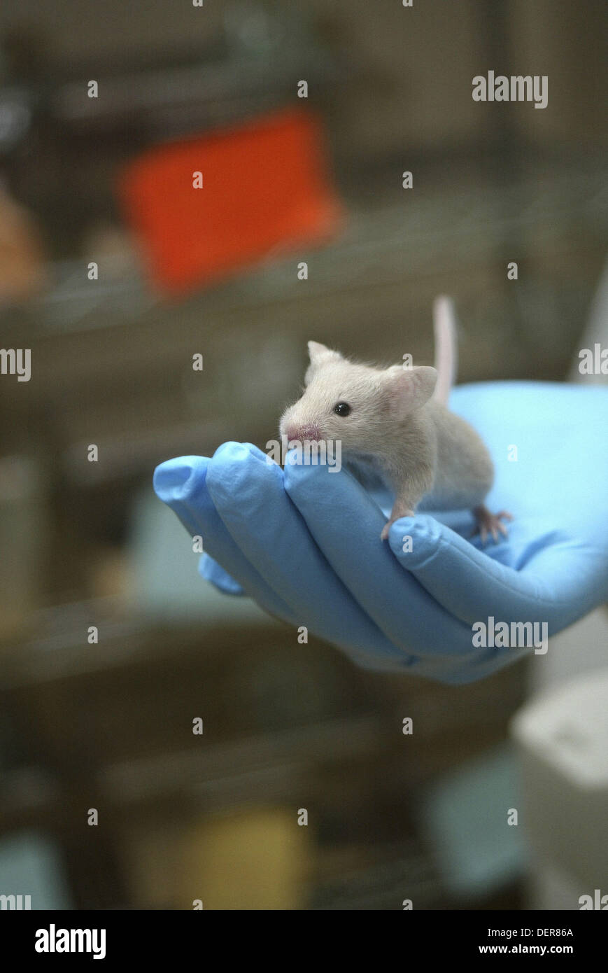 Genetically Modified Mouse