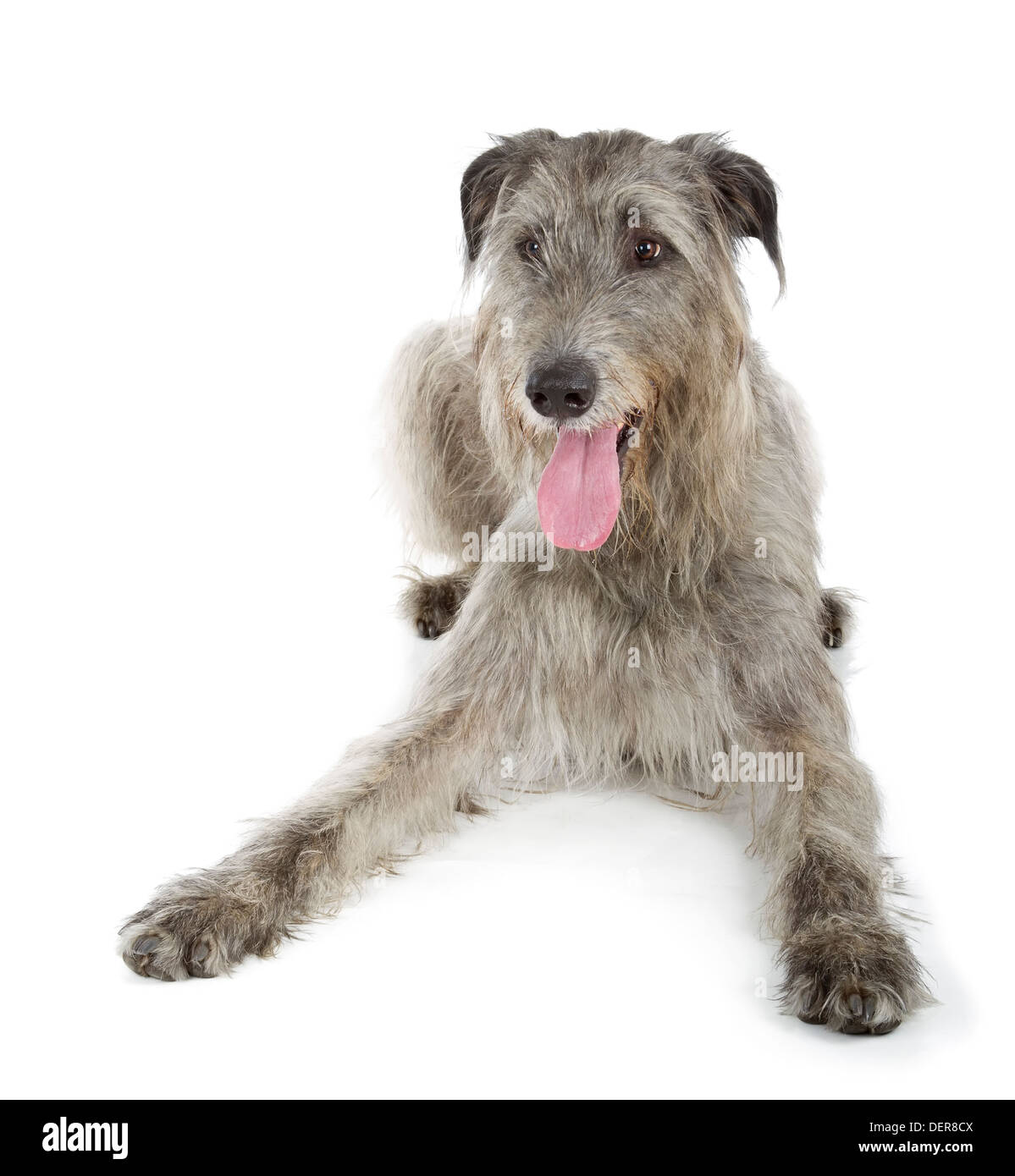 Midwest irish store wolfhounds