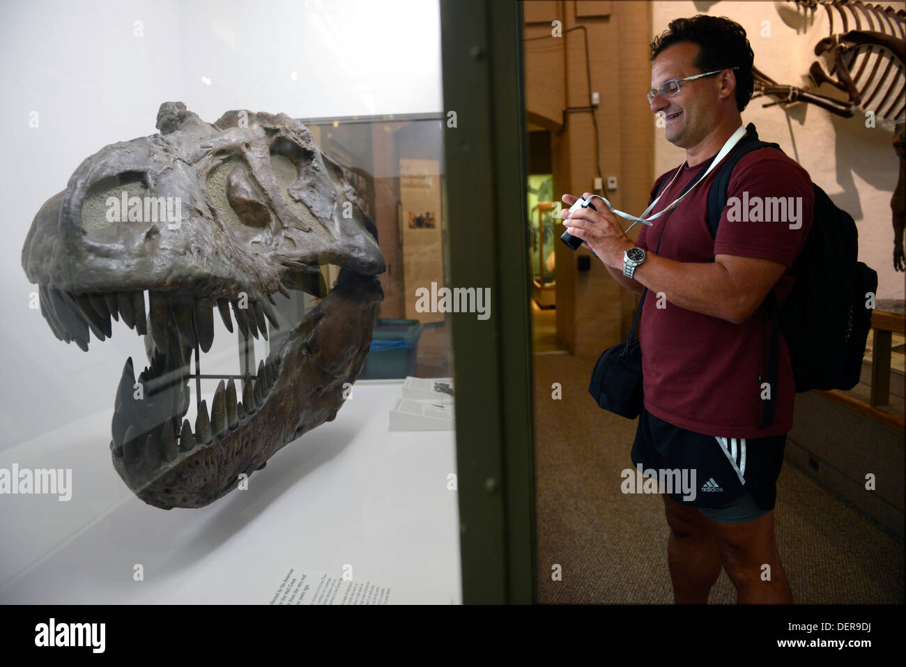 Visitor photographs Tyrannosaurus rex skull at Yale Peabody museum. Stock Photo