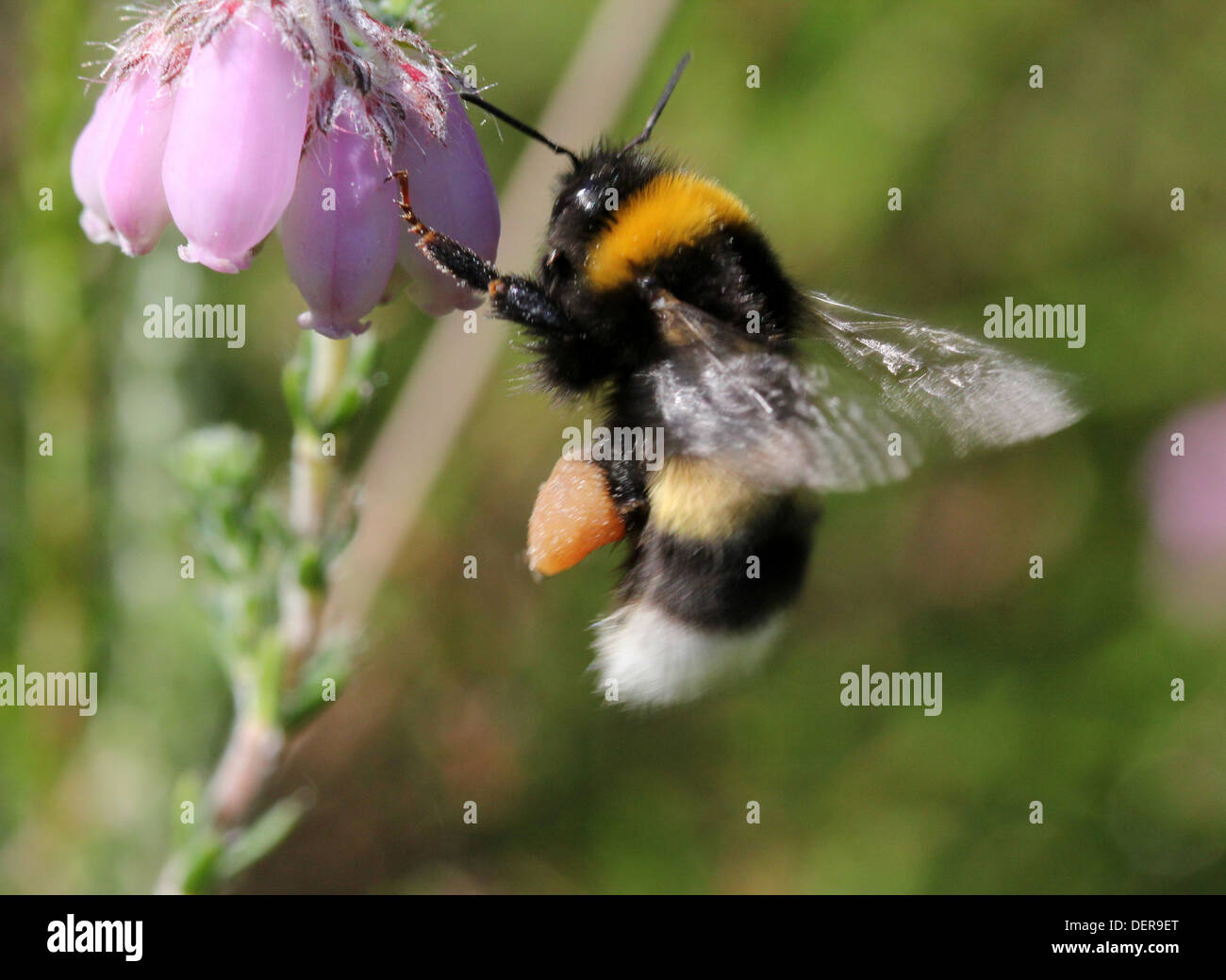 Large earth Bumble-bee or Buff-tailed bumblebee (Bombus terrestris) feeding  on a  flower while hovering in flight Stock Photo