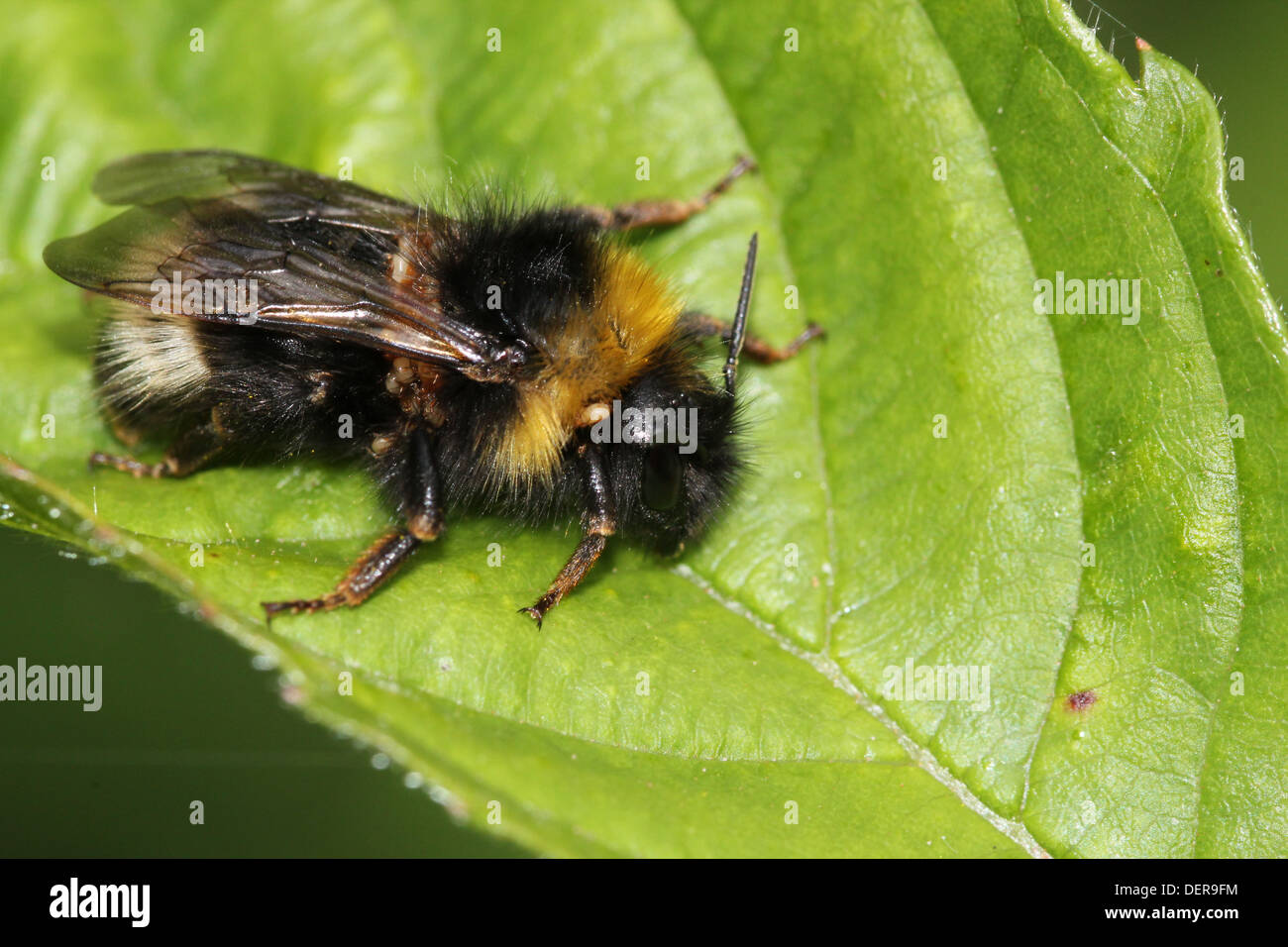 Large earth Bumble-bee or Buff-tailed bumblebee (Bombus terrestris) feeding & posing on a flower & a leaf (24 images in series) Stock Photo