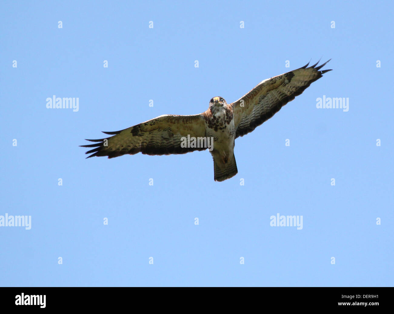 European Buzzard (buteo buteo) in flight against a clear blue sky Stock Photo