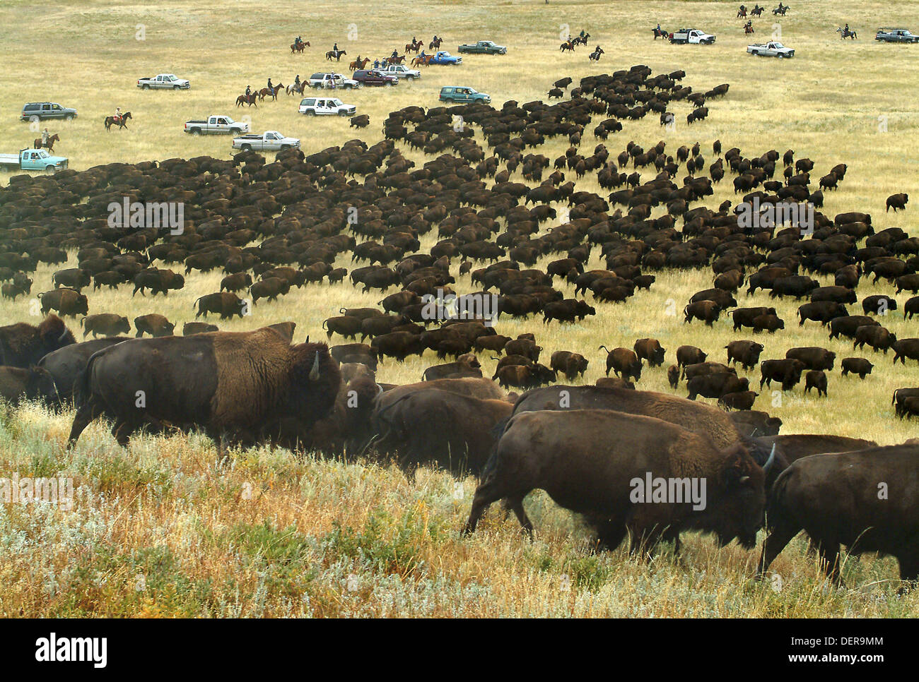 Buffalo roundup, Black Hills, South Dakota, USA Stock Photo Alamy