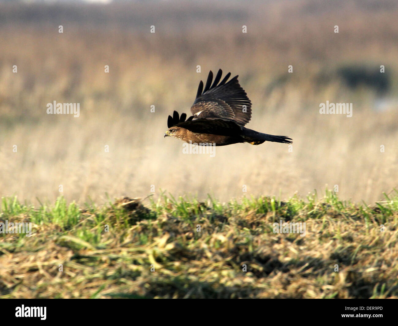 European Buzzard (buteo buteo) in flight skimming low over the fields in winter setting Stock Photo
