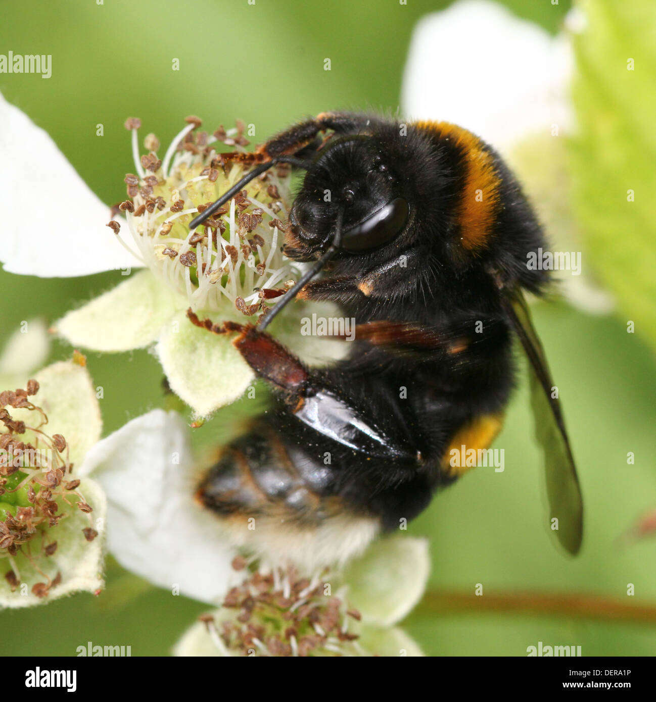 Large earth Bumble-bee or Buff-tailed bumblebee (Bombus terrestris) feeding & posing on a flower & a leaf (24 images in series) Stock Photo
