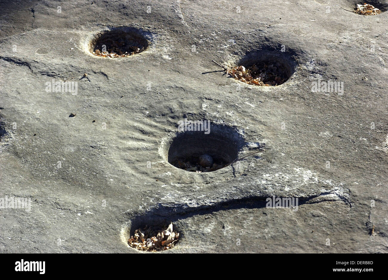 Petroglyph and bedrock mortar holes, or chaw’se, used by Miwok to grind