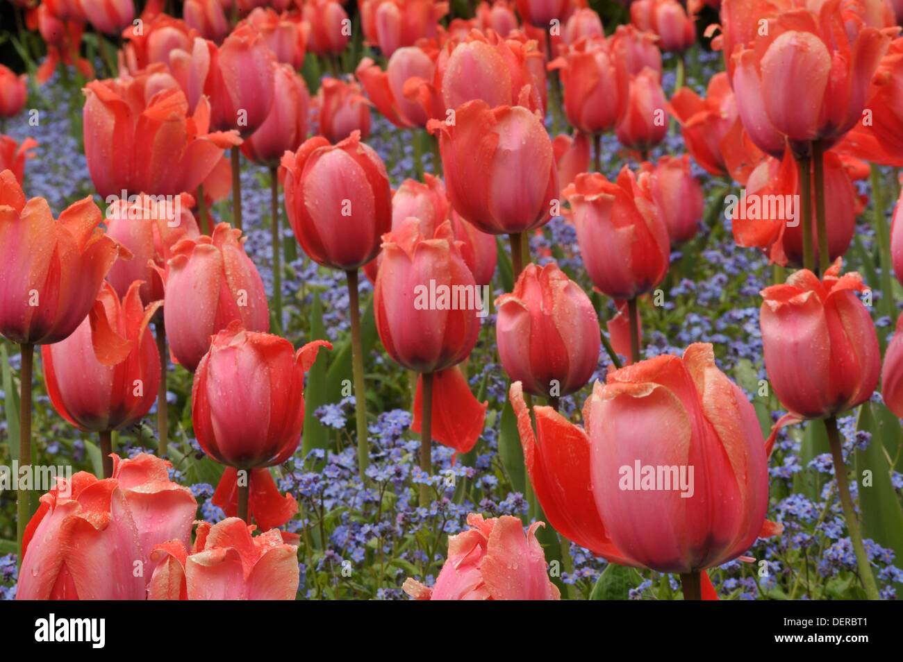 tulips in the Quarry Garden, Queen Elizabeth Park, Vancouver, British